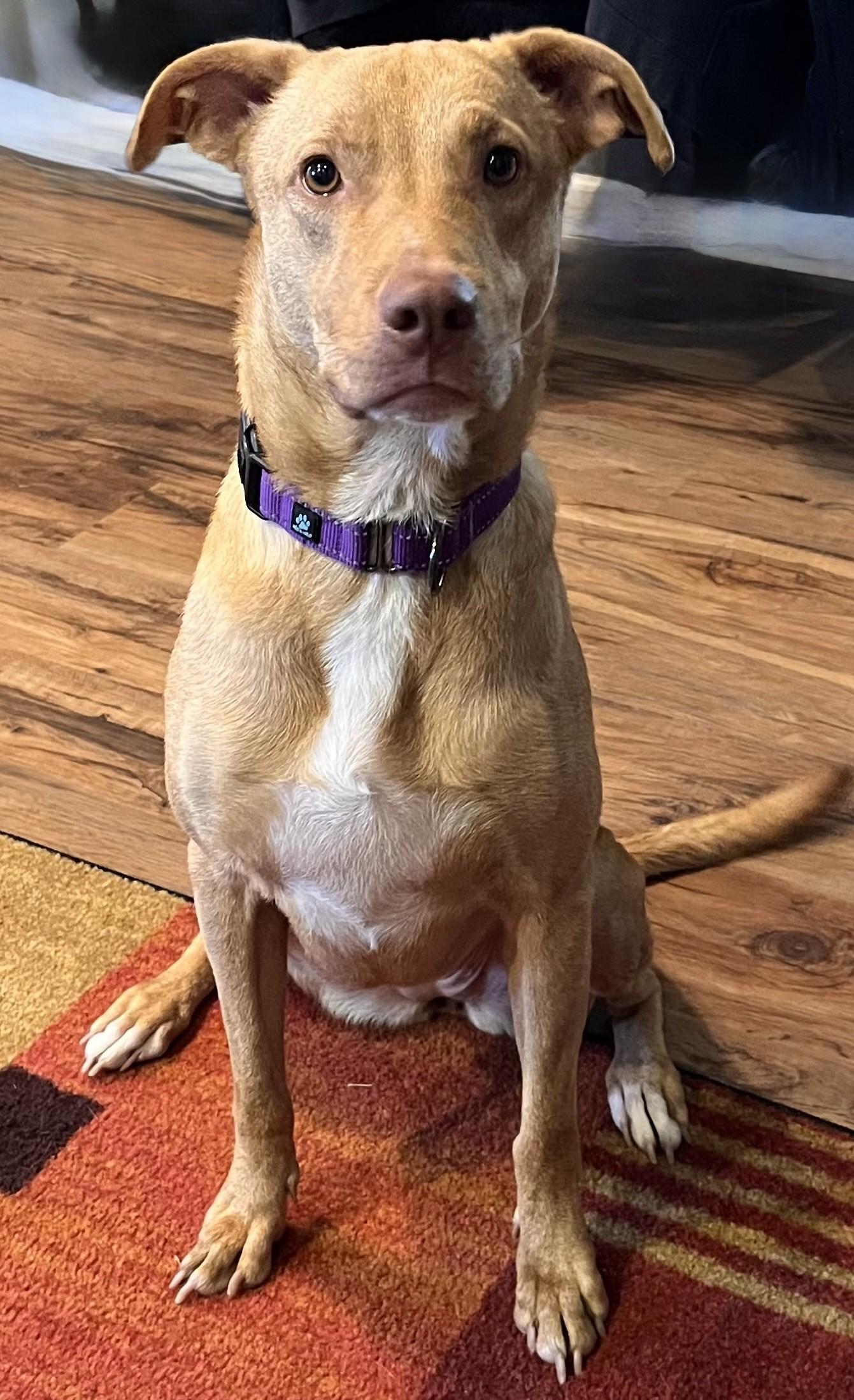Daisy, ADOPTABLE, Adult Female Ibizan Hound.
