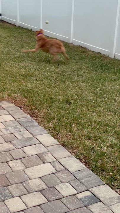 Enlarge Daisy, a ADOPTABLE Ibizan Hound in Palm Coast, FL video 6/6