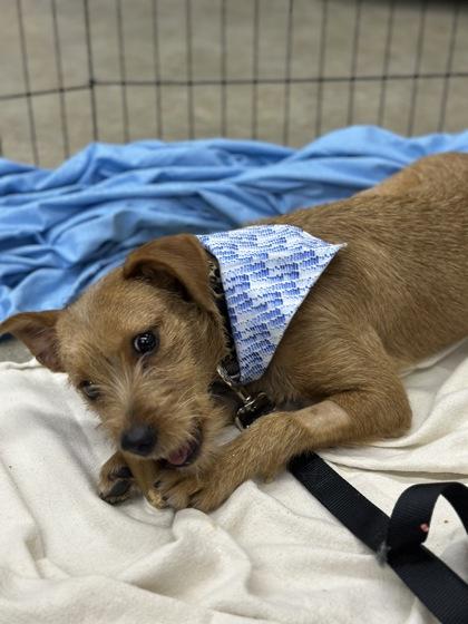 Enlarge Skrappy, a Adoptable mixed breed in Moses Lake, WA image 1/1