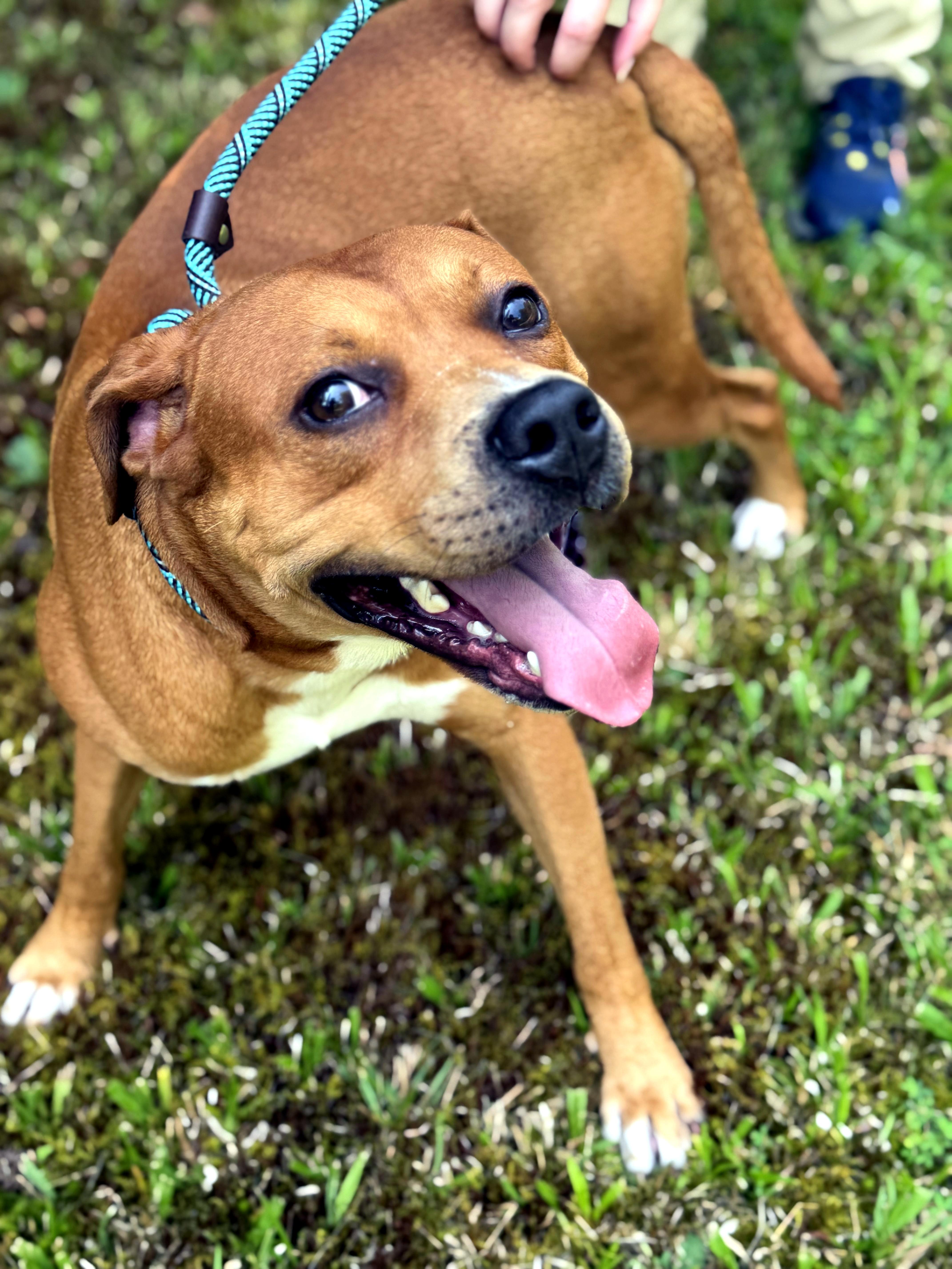 Mystery, a ADOPTABLE mixed breed in Petersburg, VA image 4/6