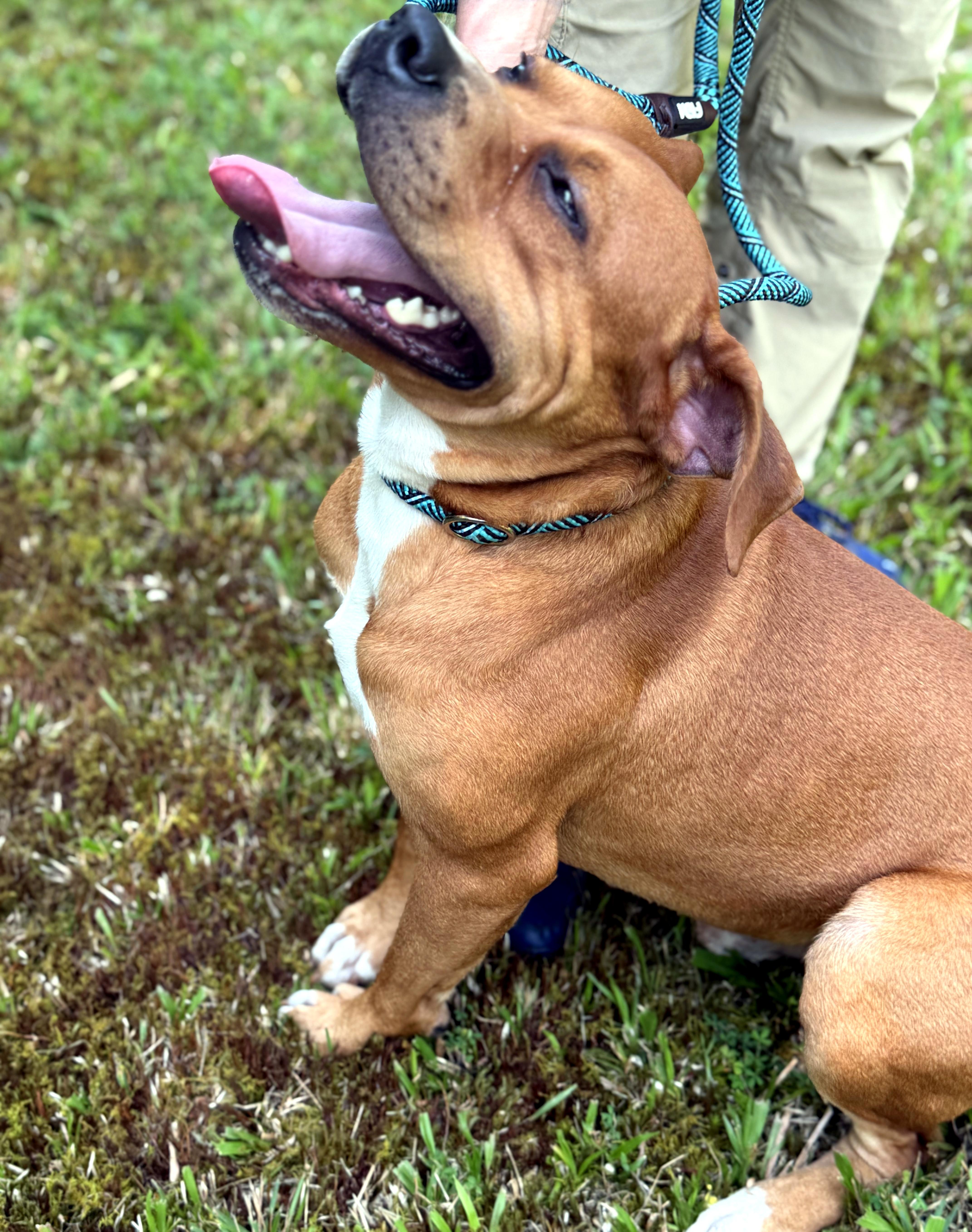 Mystery, a ADOPTABLE mixed breed in Petersburg, VA image 2/6