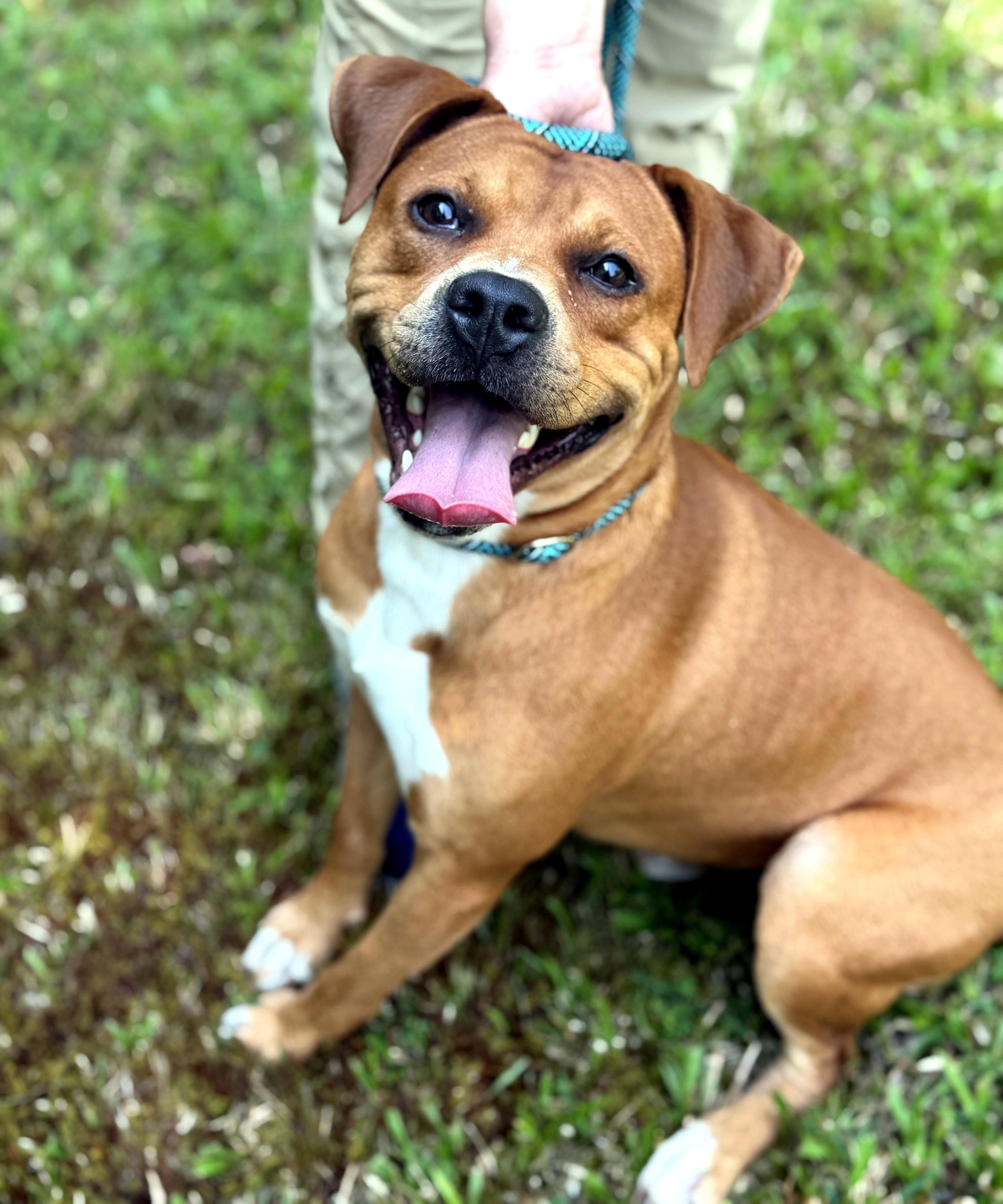 Mystery, ADOPTABLE, Young Male Pit Bull Terrier & Boxer.