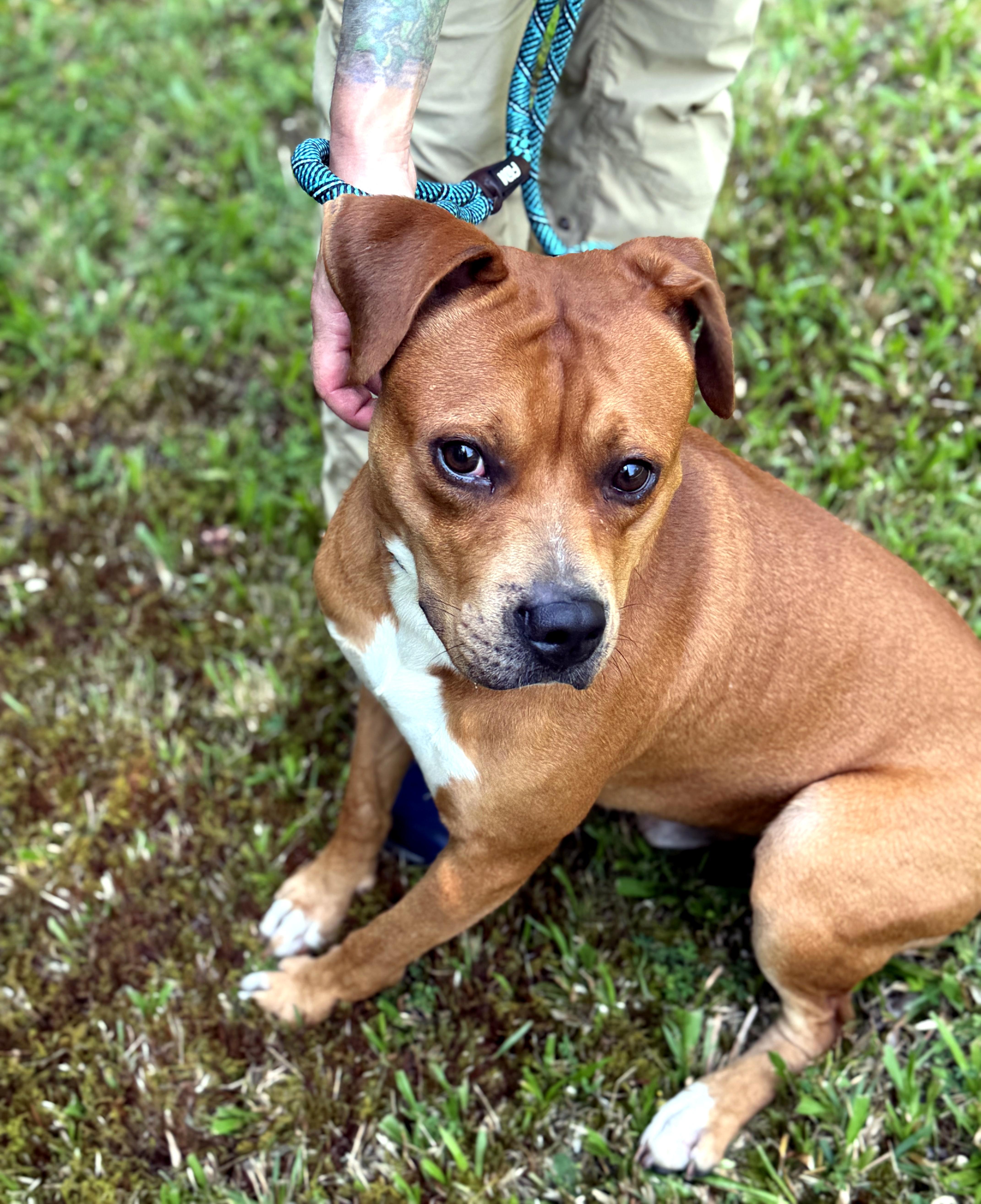 Mystery, a ADOPTABLE mixed breed in Petersburg, VA image 3/6