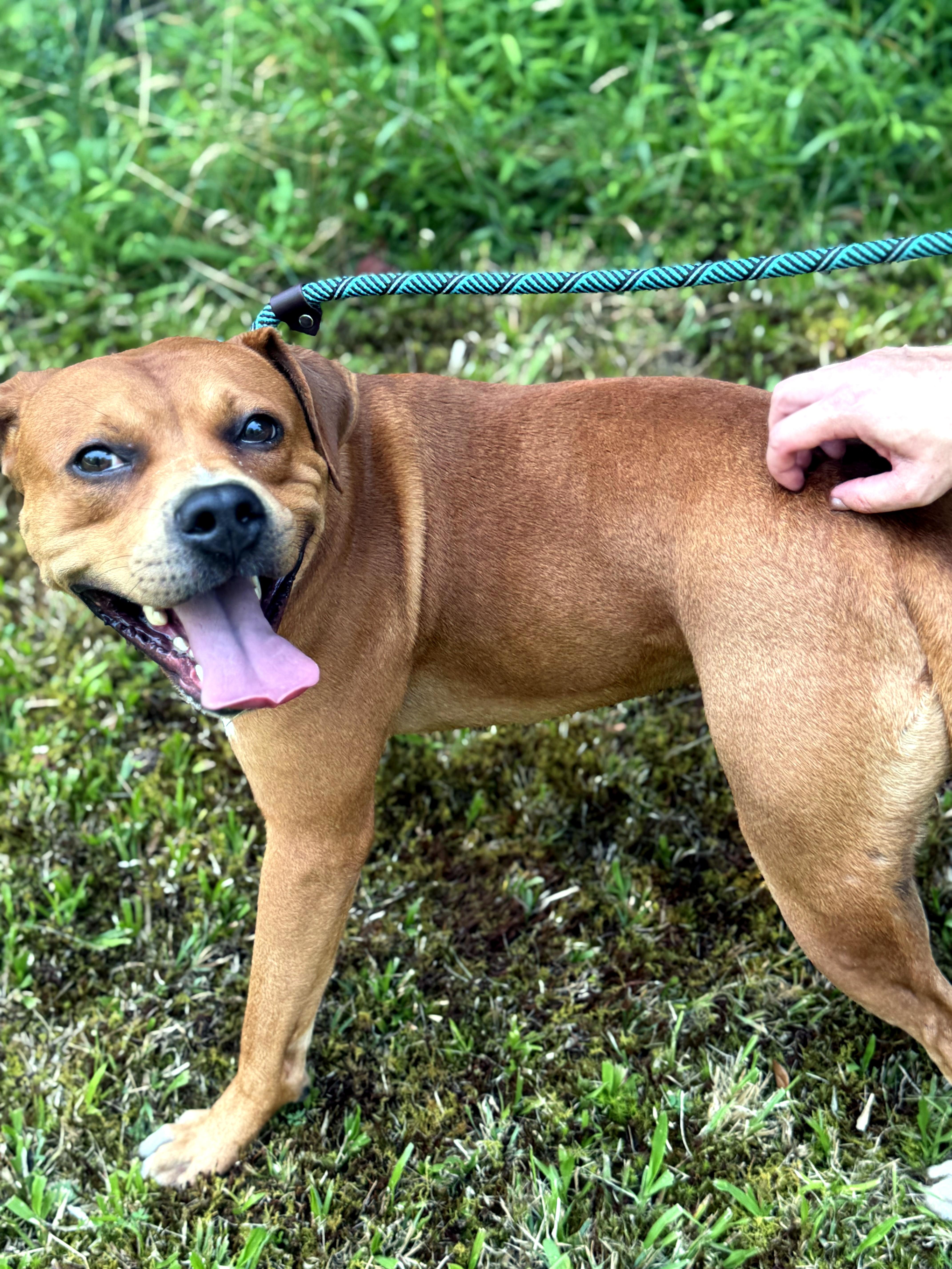Mystery, a ADOPTABLE mixed breed in Petersburg, VA image 6/6