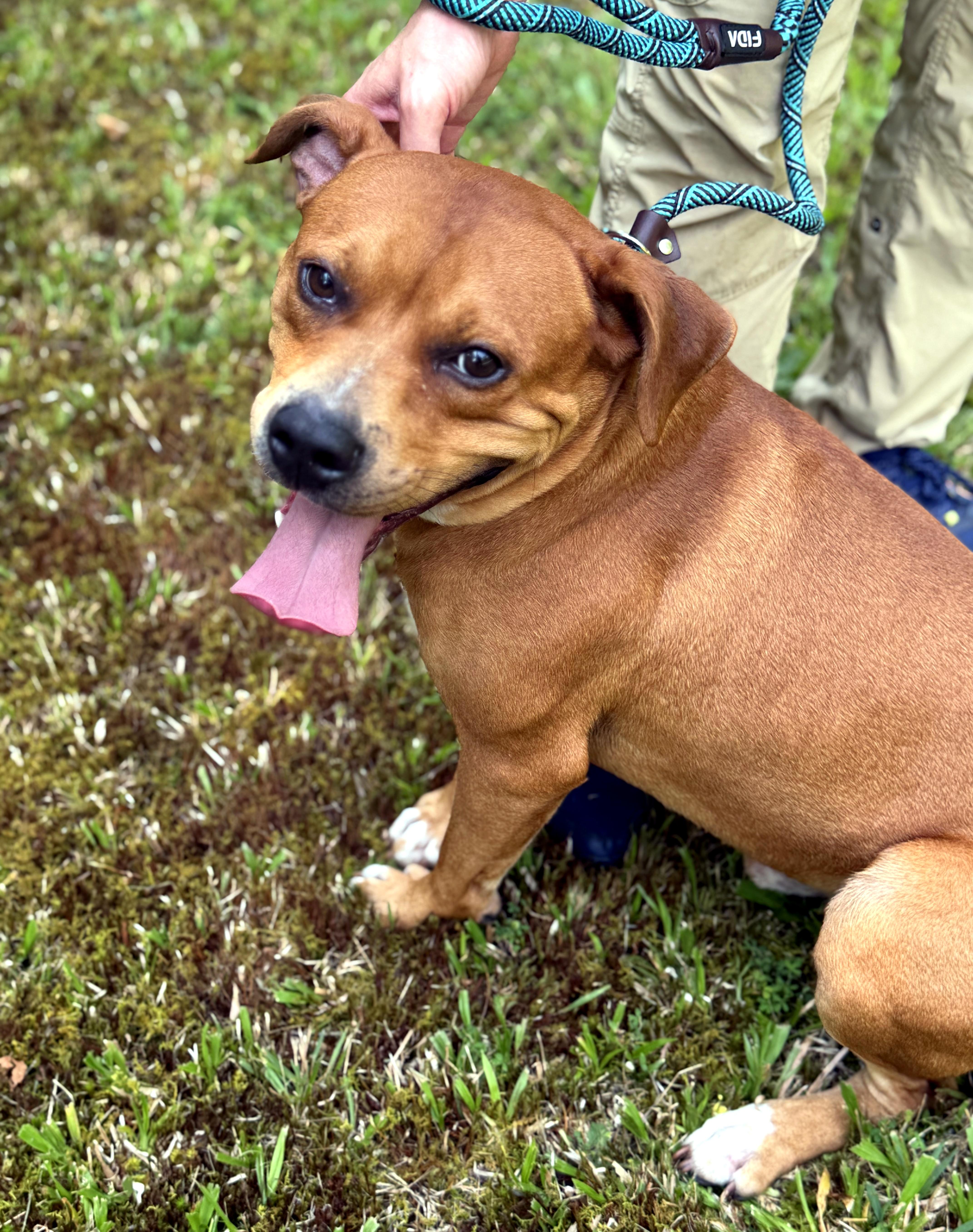 Mystery, a ADOPTABLE mixed breed in Petersburg, VA image 5/6