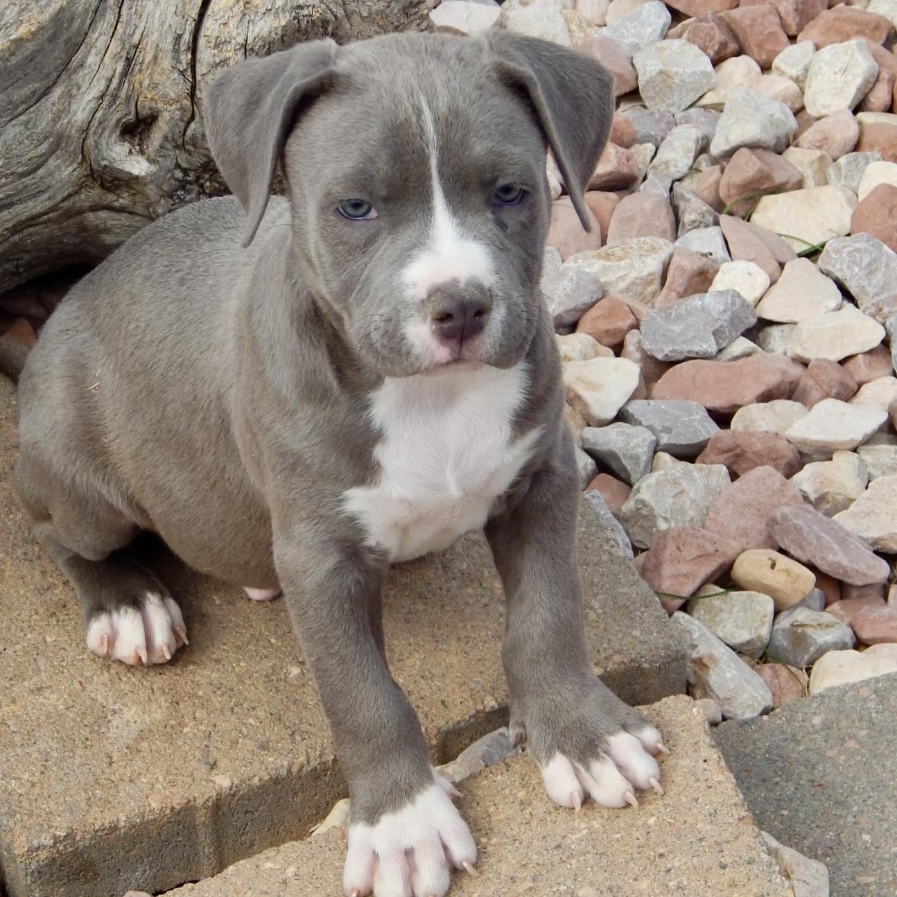Enlarge Gummy, an adopted mixed breed in Mead, CO image 2/3