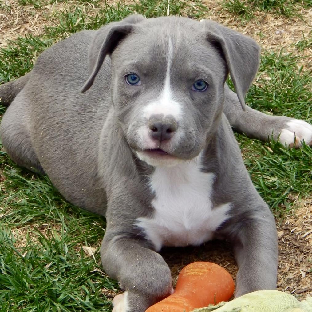 Enlarge Gummy, an adopted mixed breed in Mead, CO image 3/3