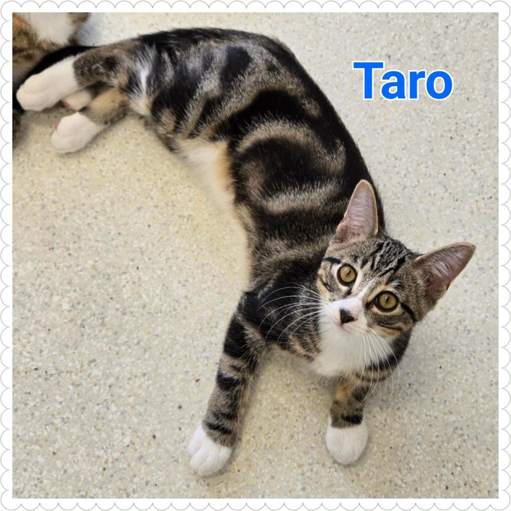 Taro, Adopted, Young Male Domestic Short Hair.