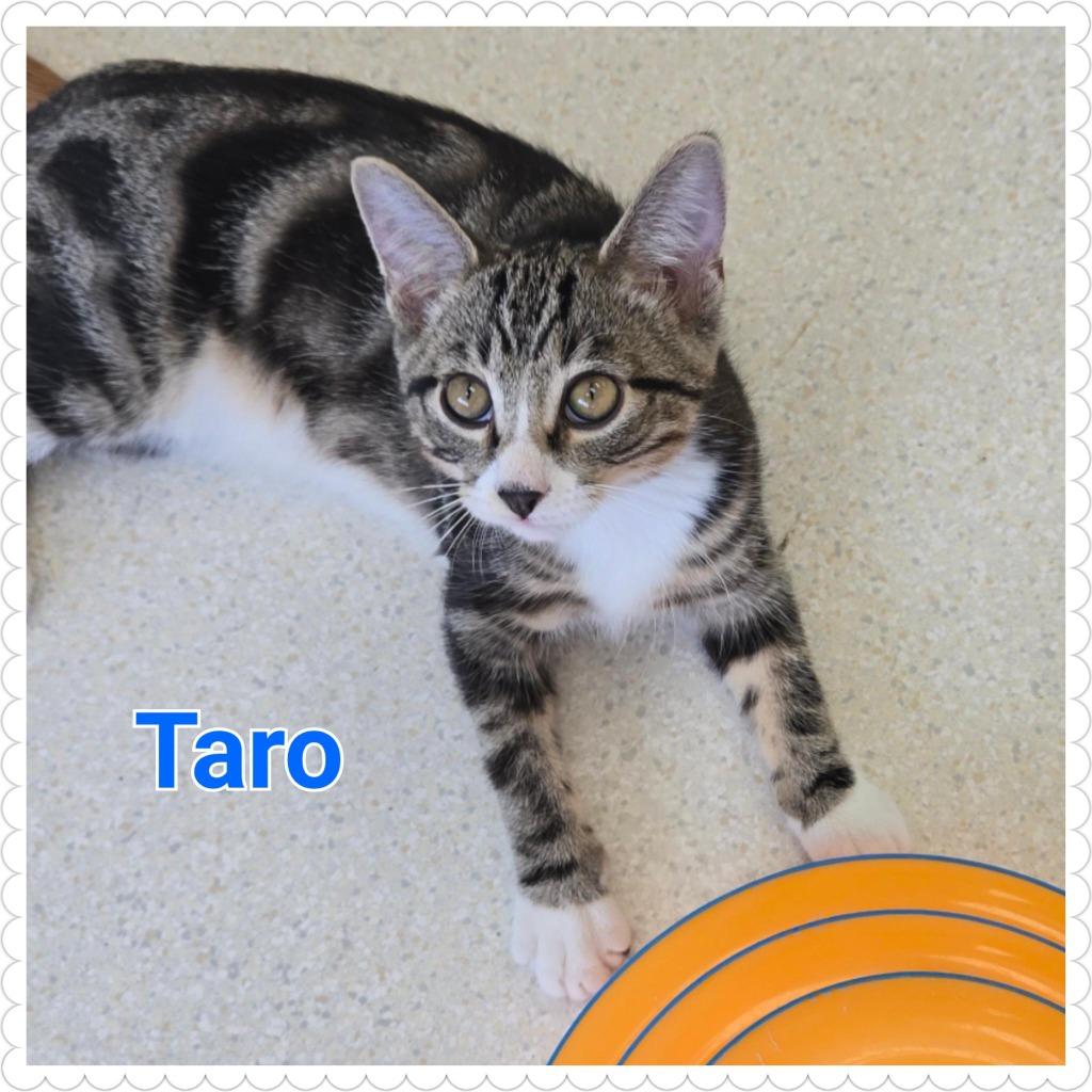 Taro, a Adopted mixed breed in North Saint Paul, MN image 2/3