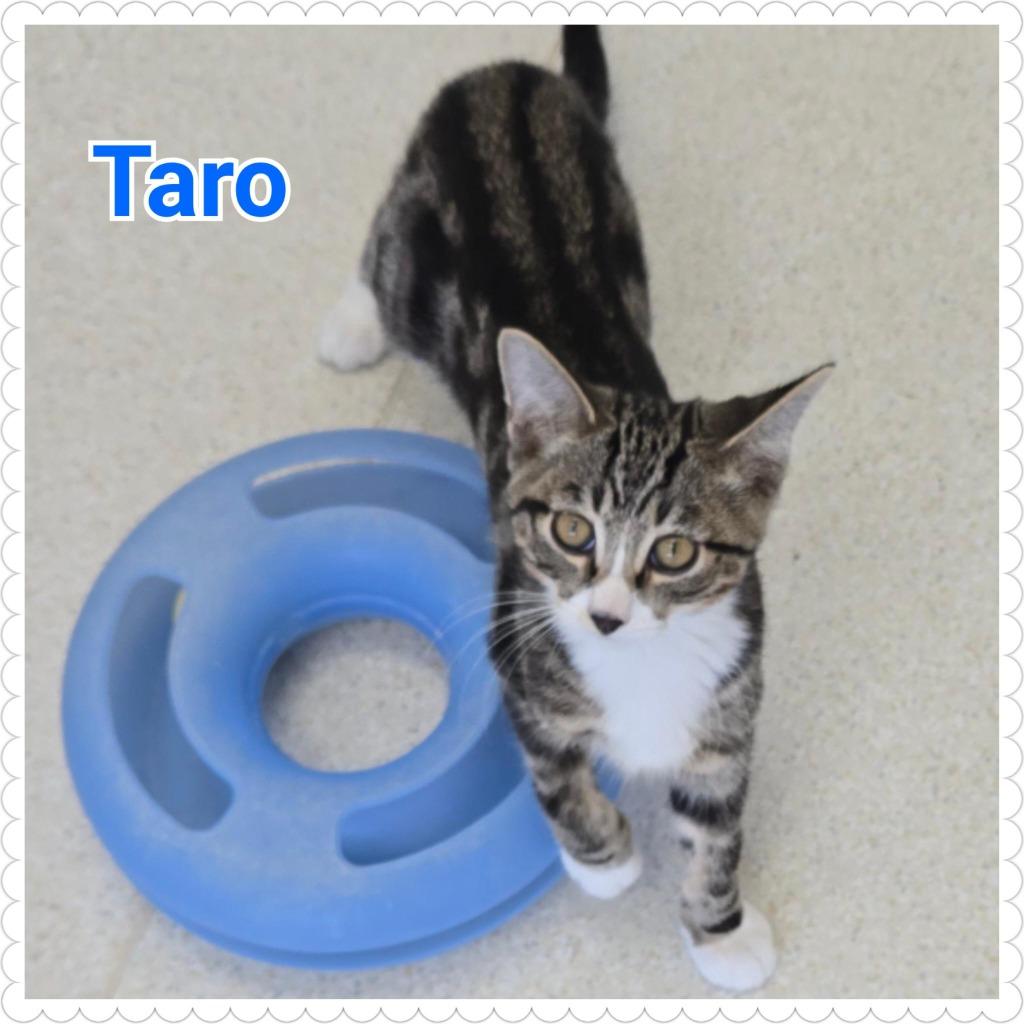 Taro, a Adopted mixed breed in North Saint Paul, MN image 3/3