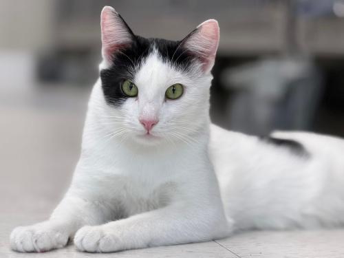 Simon and Dizmo, Adoptable, Adult Male Domestic Short Hair.