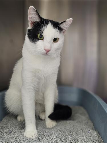 Enlarge Simon and Dizmo, a Adoptable Domestic Short Hair in Webster, MA image 1/1