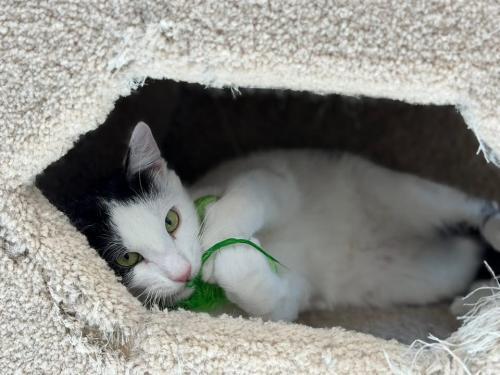 Enlarge Simon and Dizmo, a Adoptable Domestic Short Hair in Webster, MA image 4/4