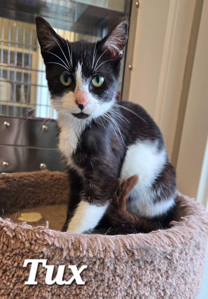 Tux, Adoptable, Kitten Male Domestic Short Hair.