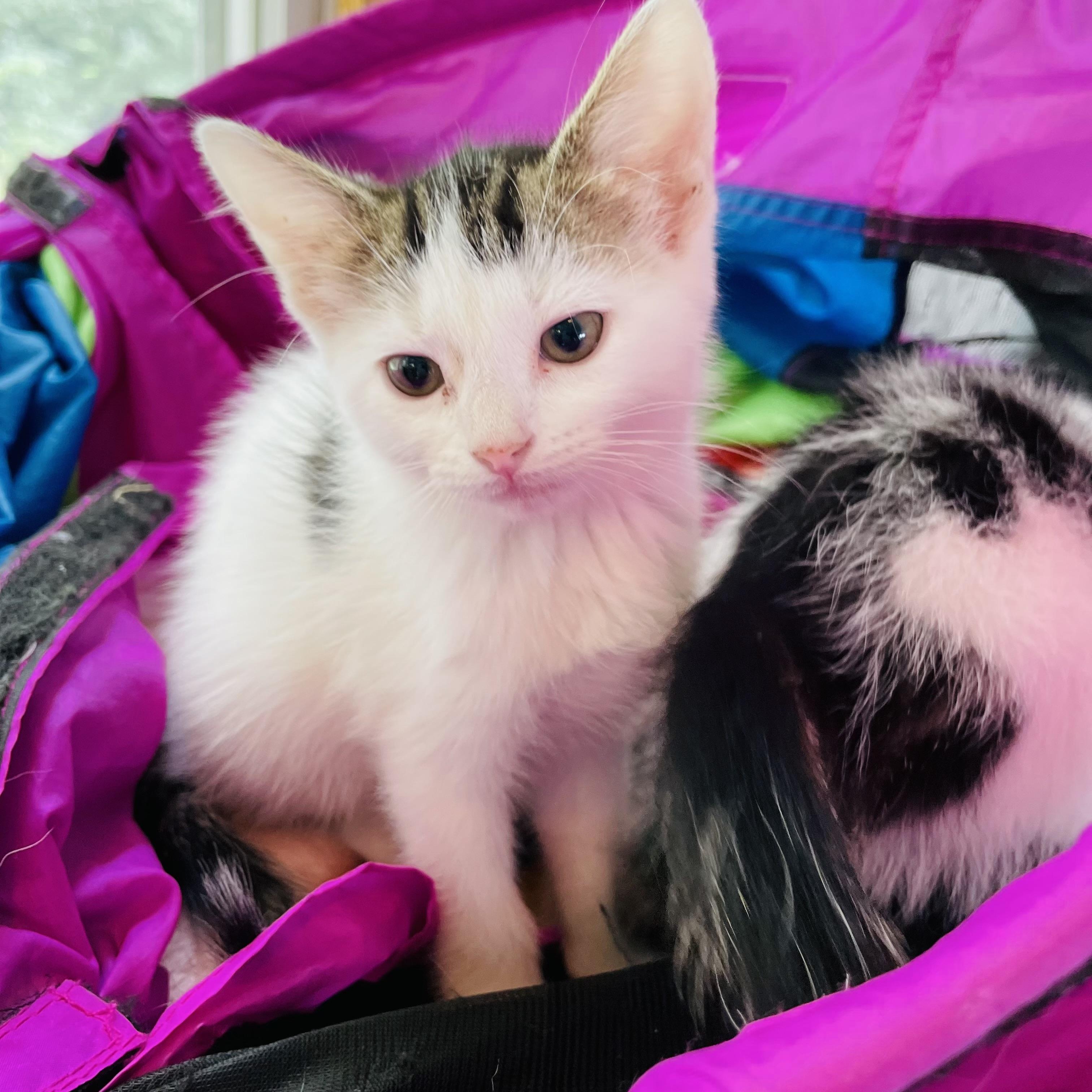 Donut, Baby Female Domestic Short Hair