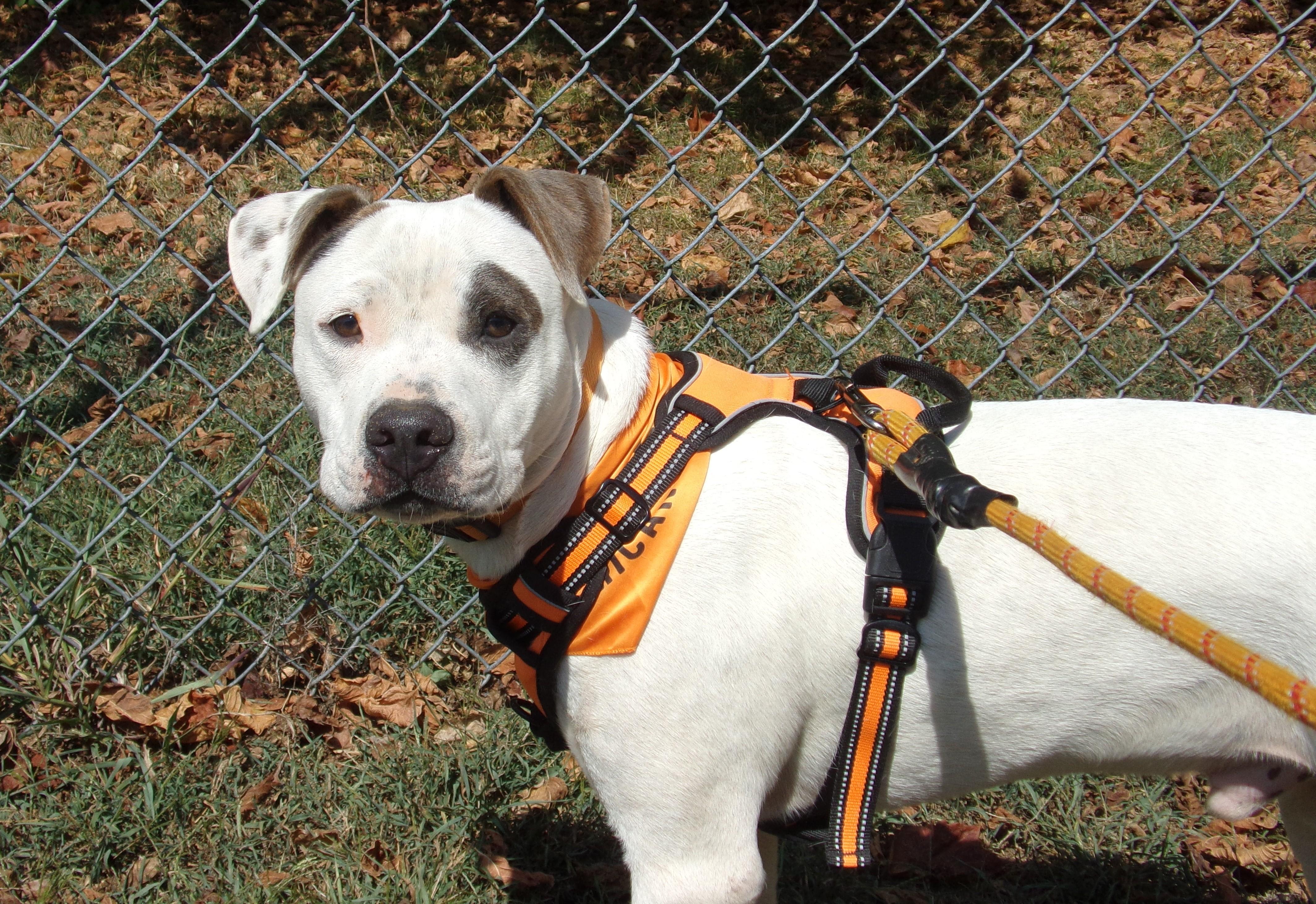 Balboa S, Adoptable, Young Male Pit Bull Terrier & Bull Terrier.
