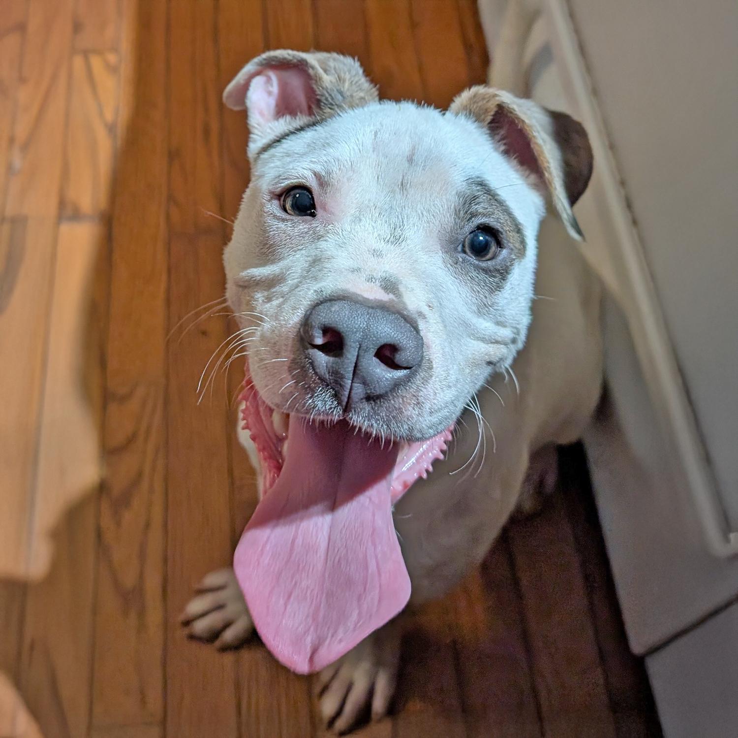 Enlarge Balboa S, a Adoptable mixed breed in Somerset, KY image 4/4