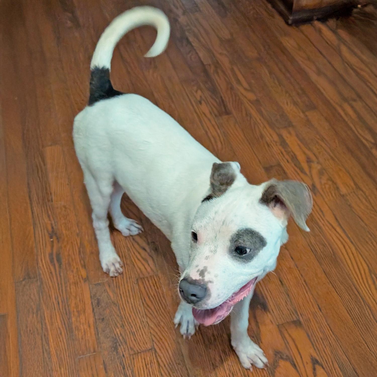 Balboa S, Young Male Pit Bull Terrier