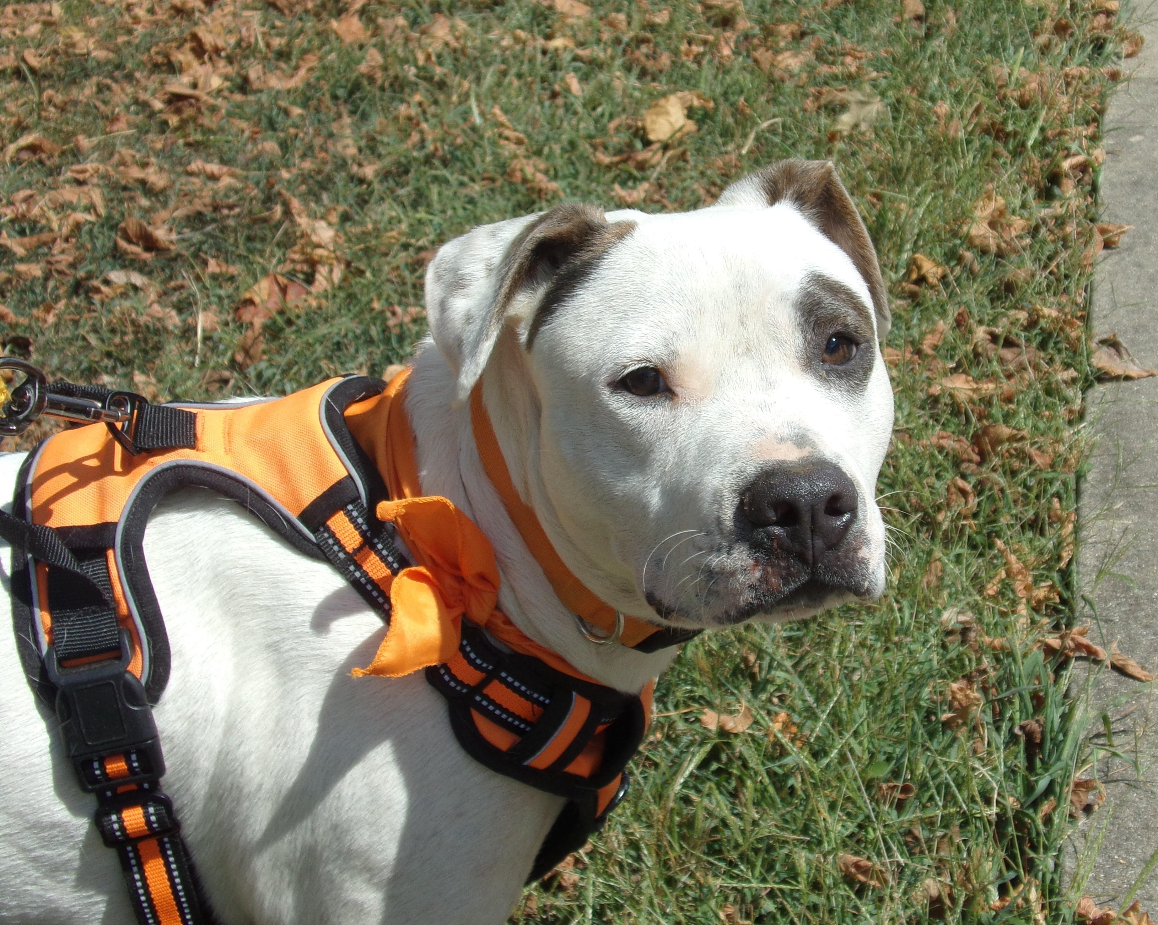 Enlarge Balboa S, a Adoptable mixed breed in Somerset, KY image 3/4
