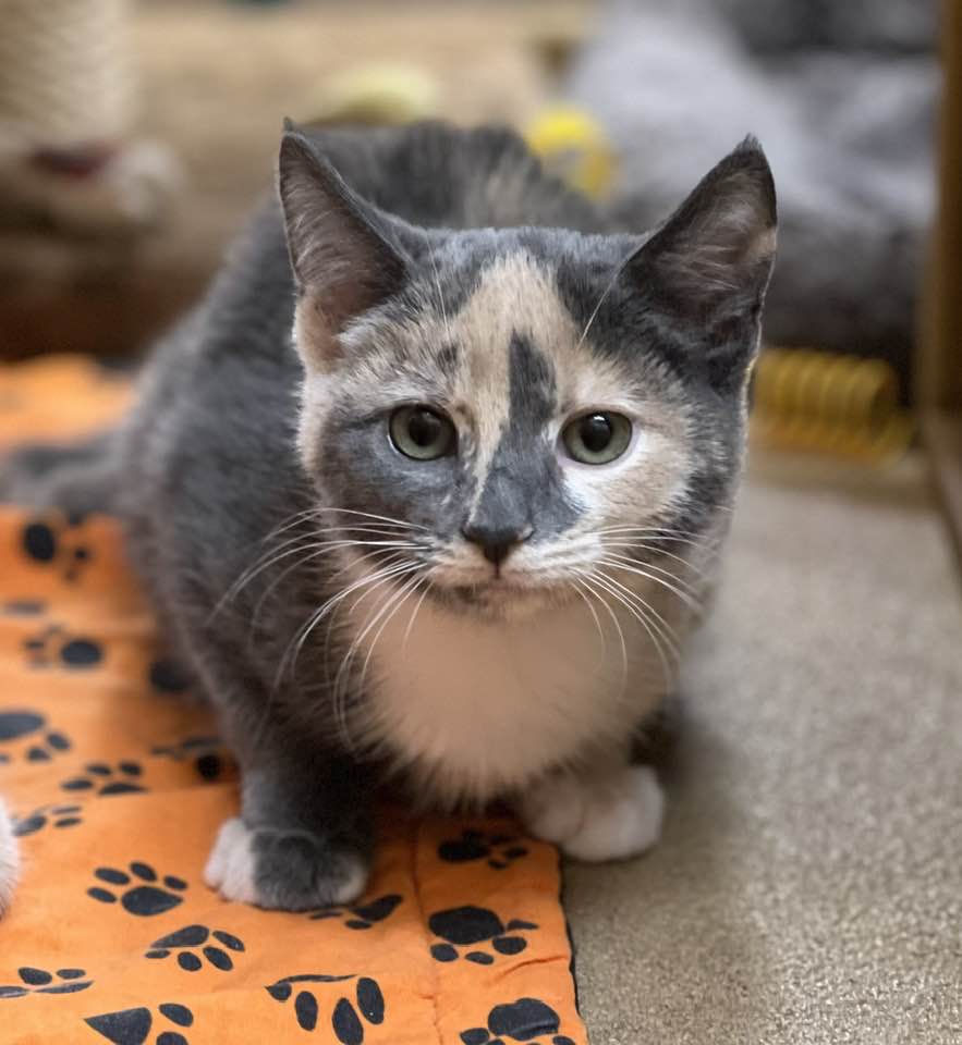 Cat for adoption KIWI H. CLEMENTINE'S SISTER; TWO FRUITS ARE BETTER