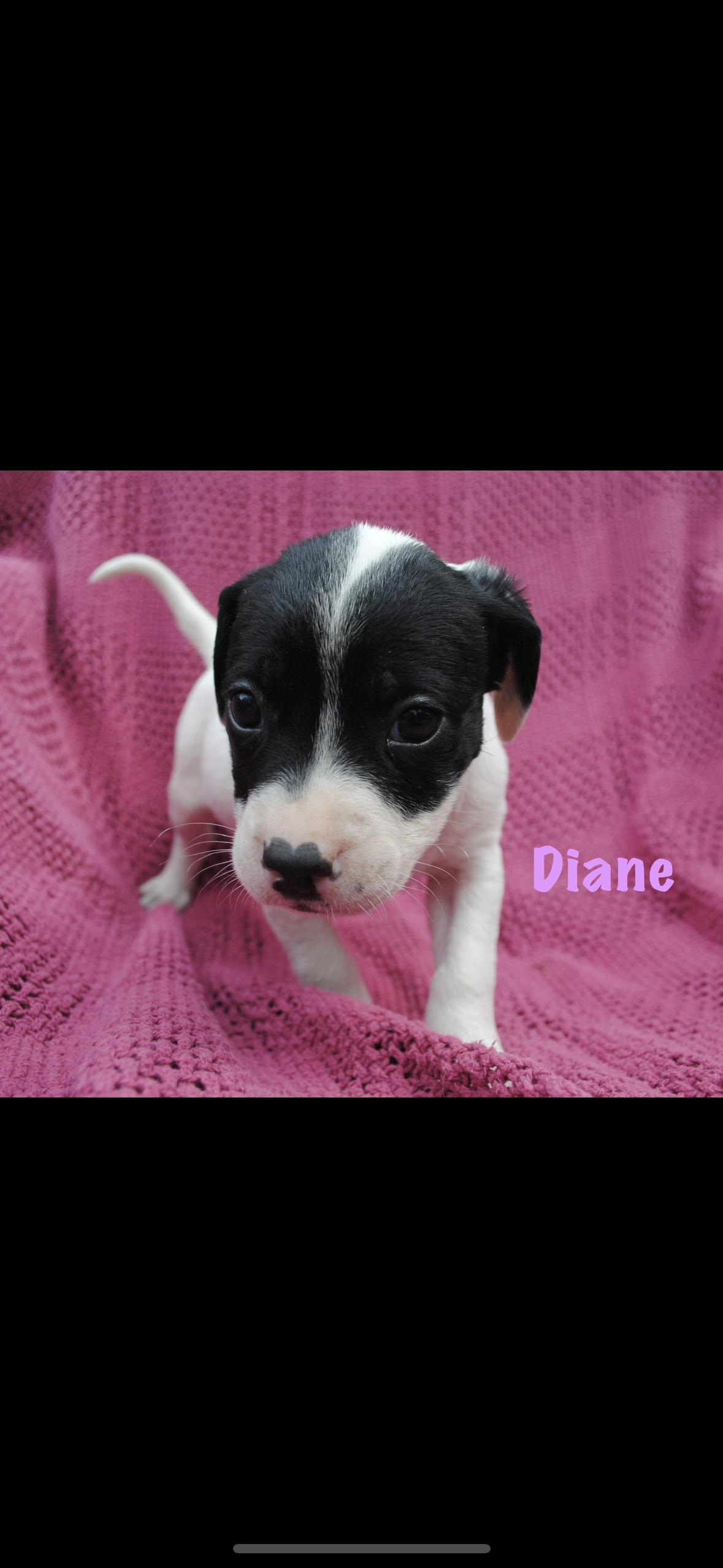 Enlarge Diane, a Adoptable mixed breed in seaside heights, NJ image 1/2
