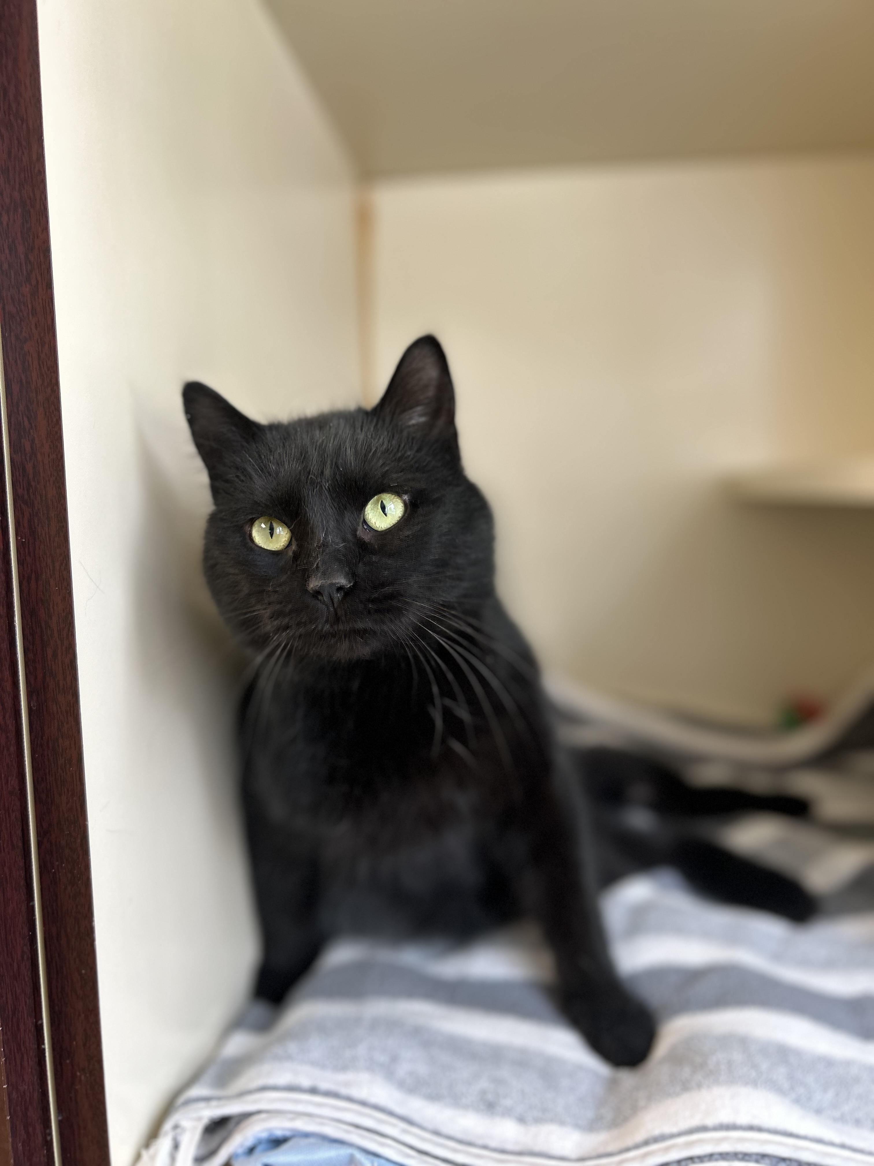 Enlarge Antigo, an adopted Domestic Short Hair in Myerstown, PA image 1/2