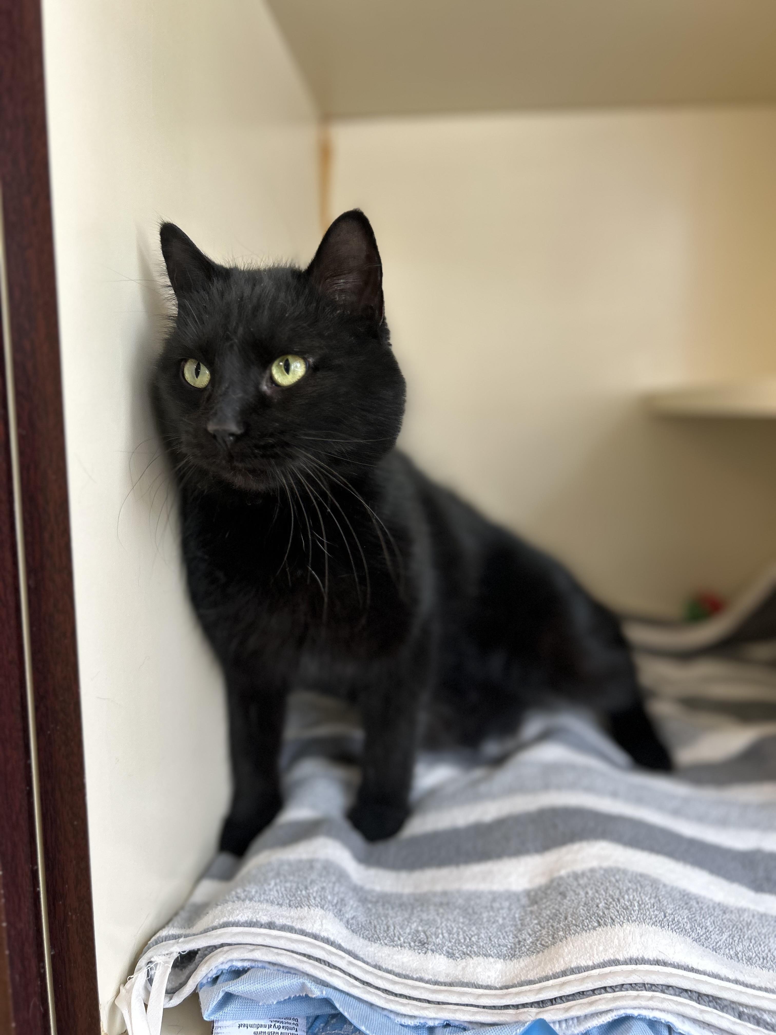 Enlarge Antigo, an adopted Domestic Short Hair in Myerstown, PA image 2/2