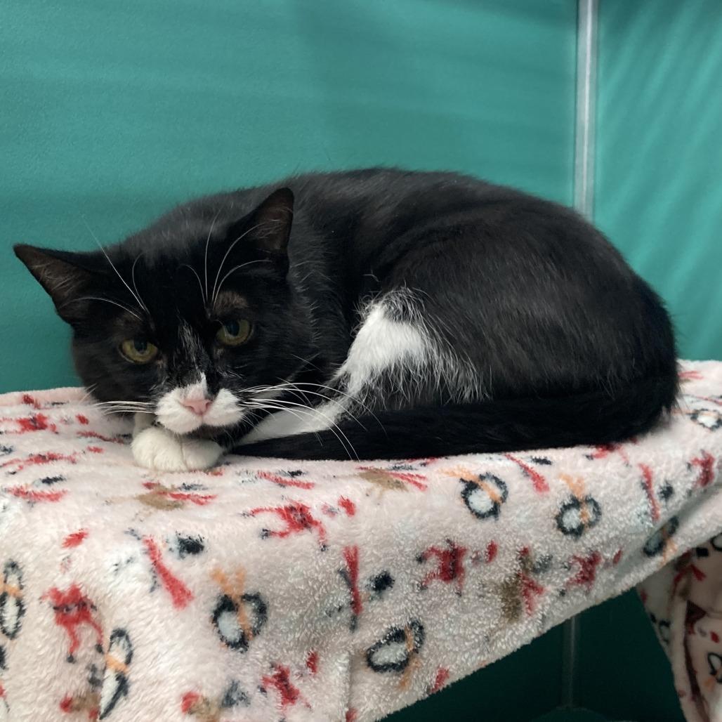 Dawn, Adoptable, Adult Female Domestic Medium Hair.