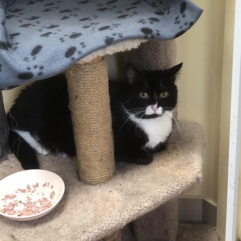 Enlarge Dawn, a Adoptable Domestic Medium Hair in Burlington, ON image 2/3