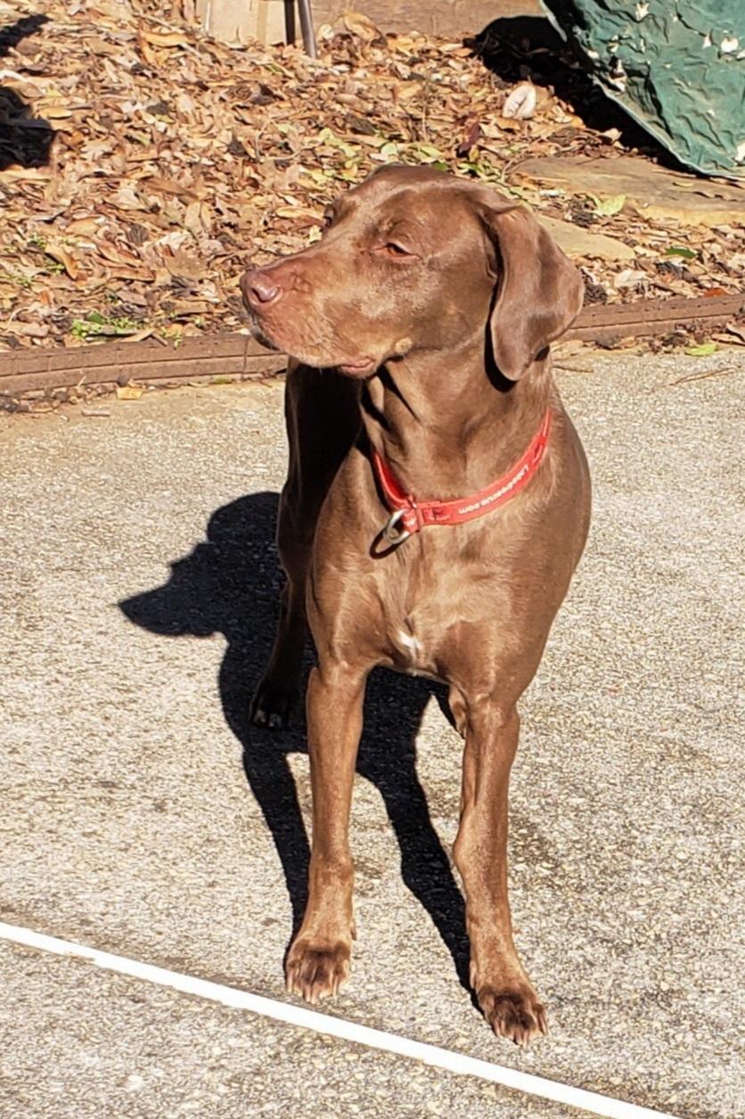Molly #77, an adopted Chocolate Labrador Retriever in Killingworth, CT image 5/5