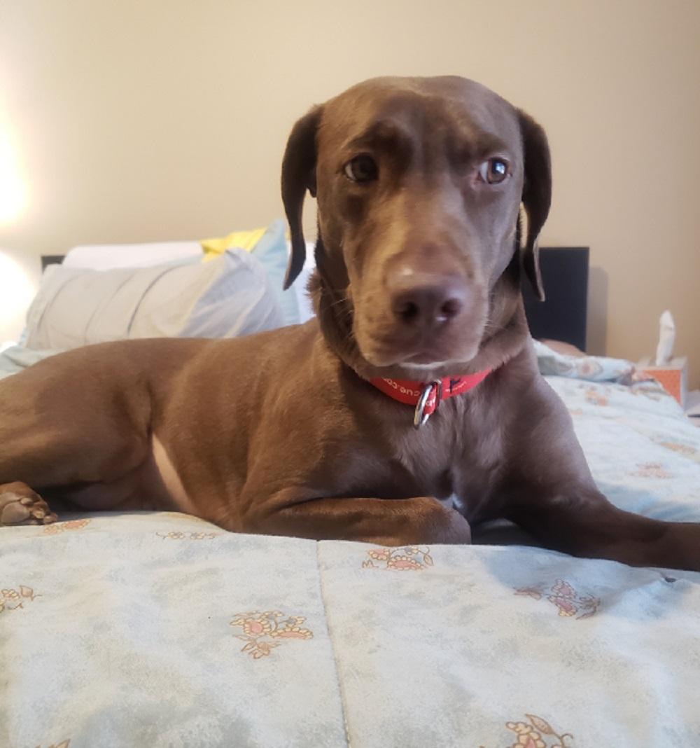 Molly #77, an adopted Chocolate Labrador Retriever in Killingworth, CT image 3/5