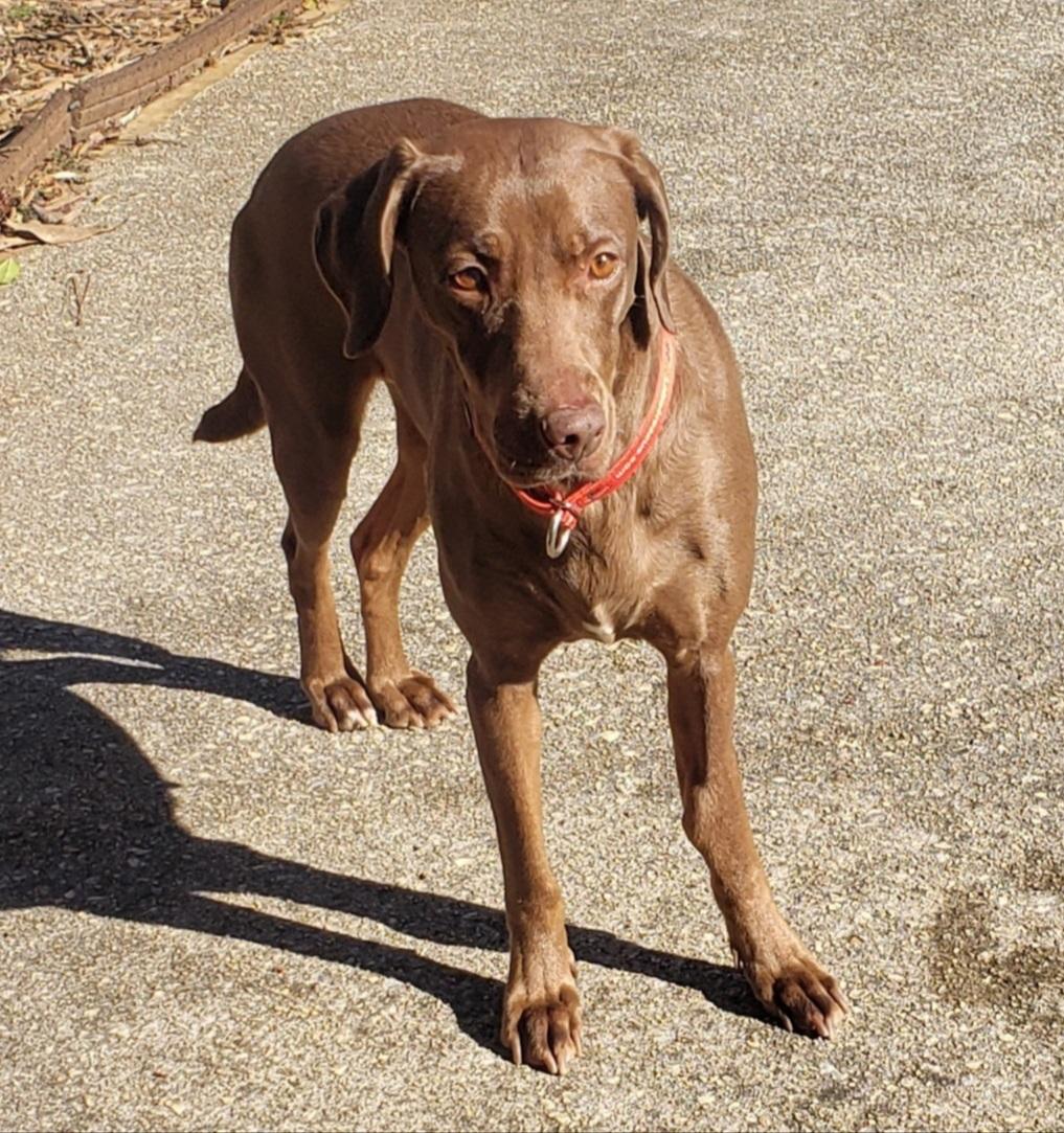 Molly #77, an adopted Chocolate Labrador Retriever in Killingworth, CT image 2/5