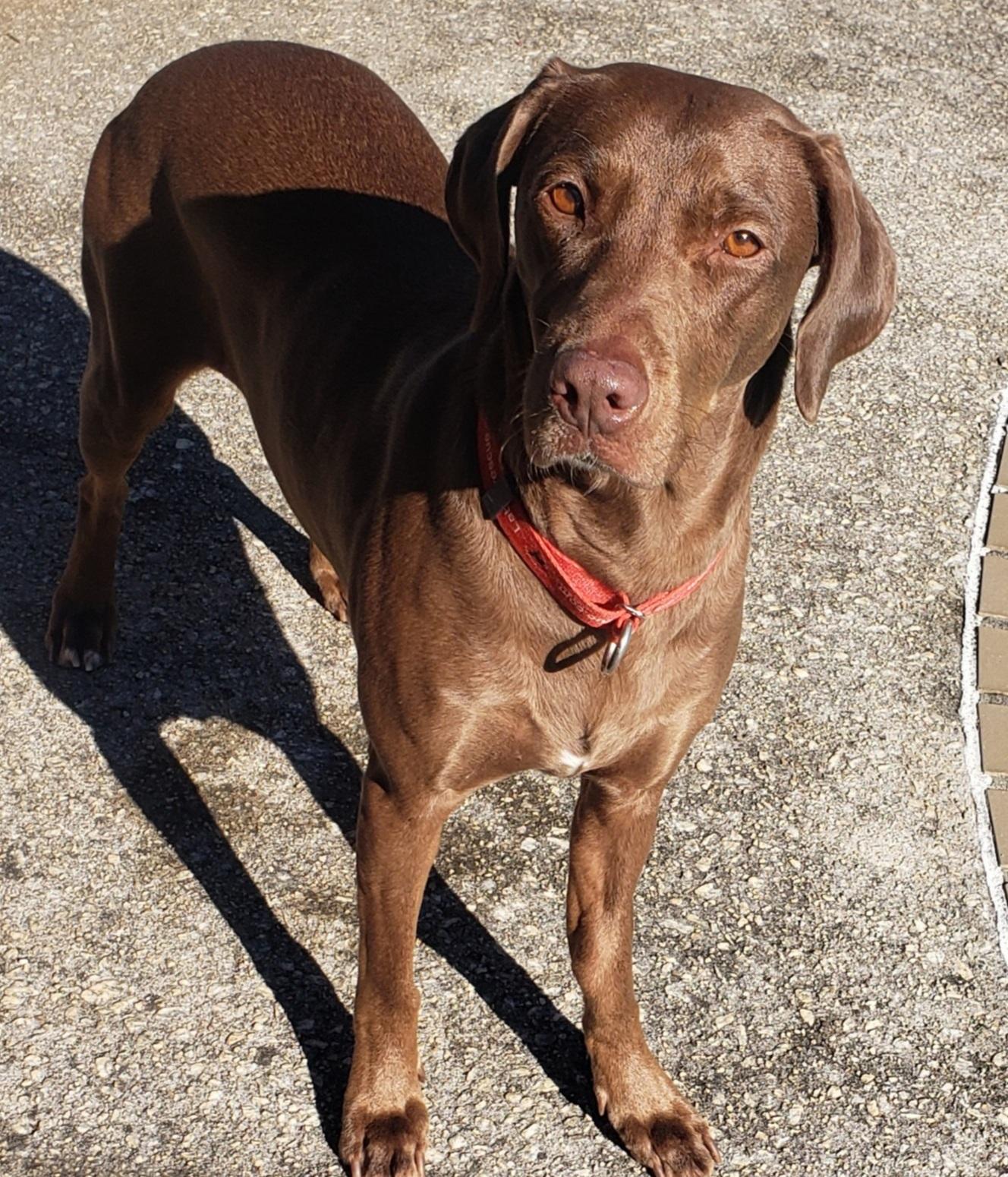 Molly #77, an adopted Chocolate Labrador Retriever in Killingworth, CT image 4/5