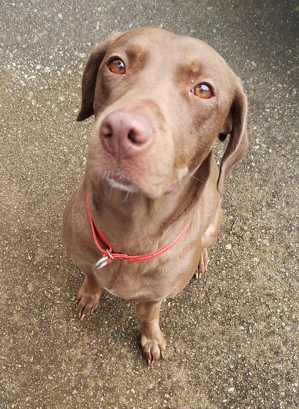 Molly #77, adopted, Young Female Chocolate Labrador Retriever.