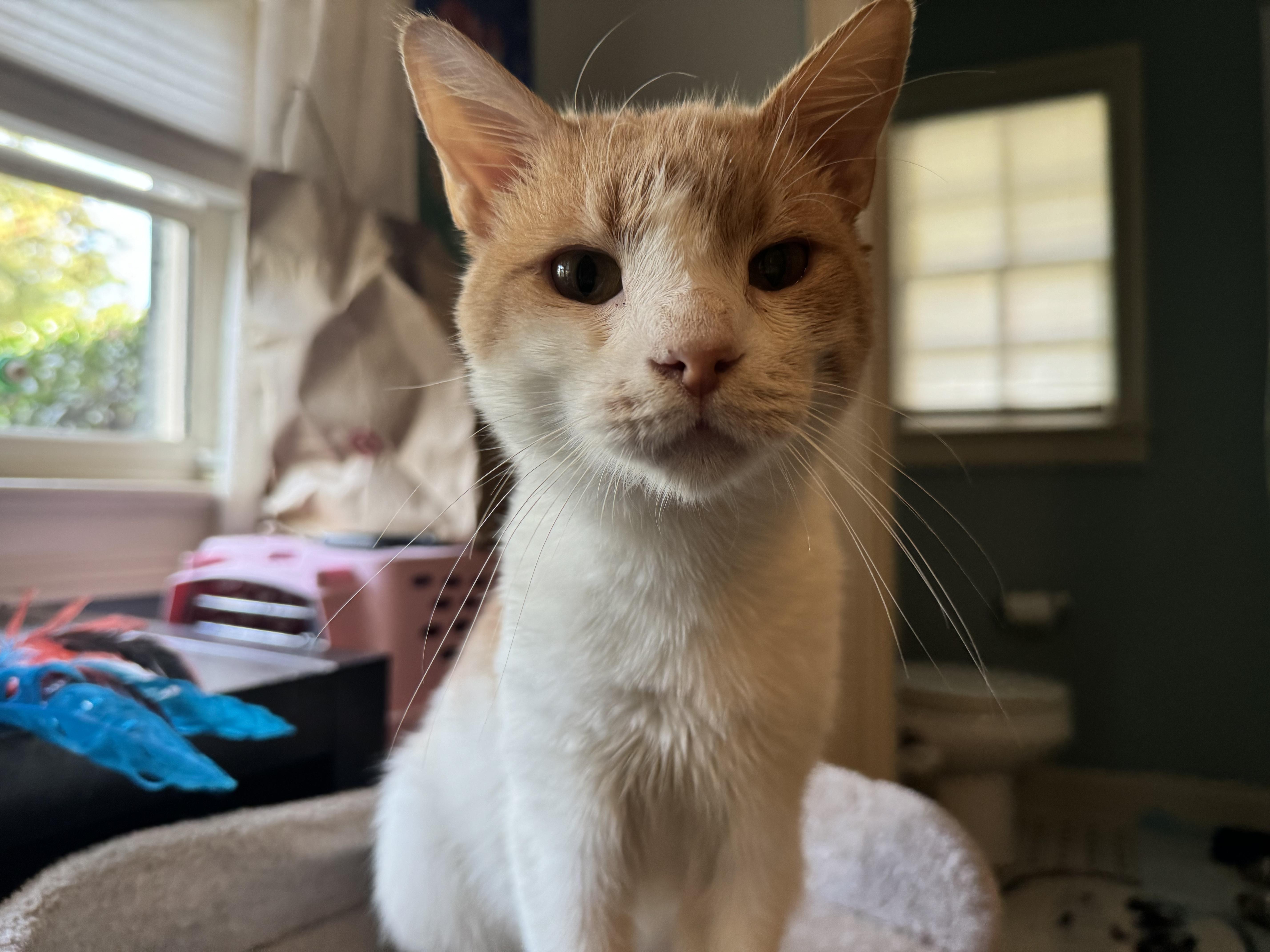 Cat for adoption Turkey, a Domestic Short Hair Mix in Avondale