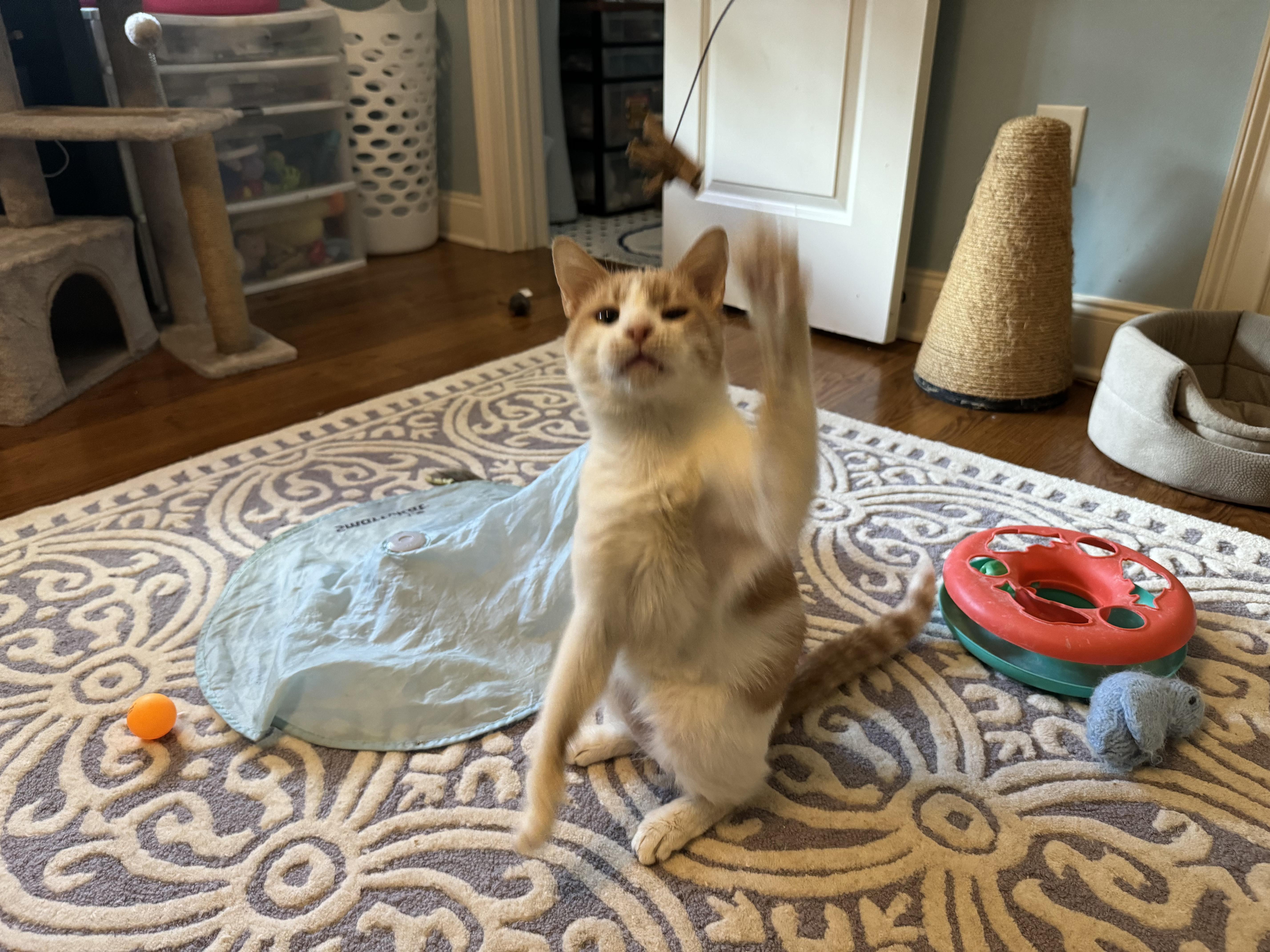 Cat for adoption Turkey, a Domestic Short Hair Mix in Avondale