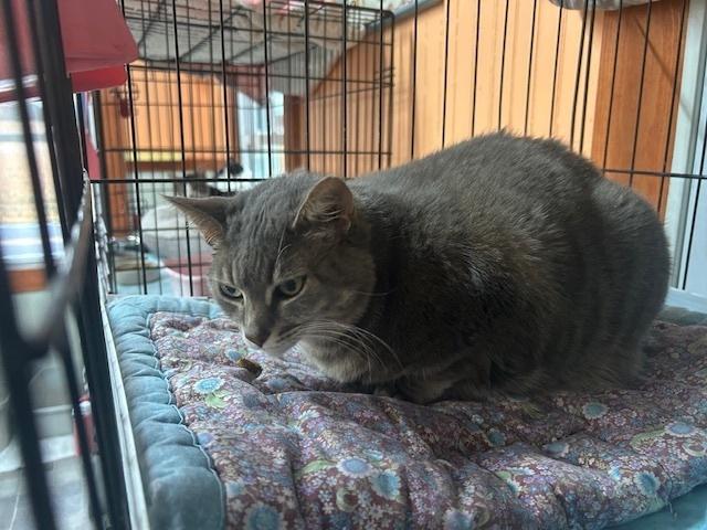 Luna Belle thumbnail 2