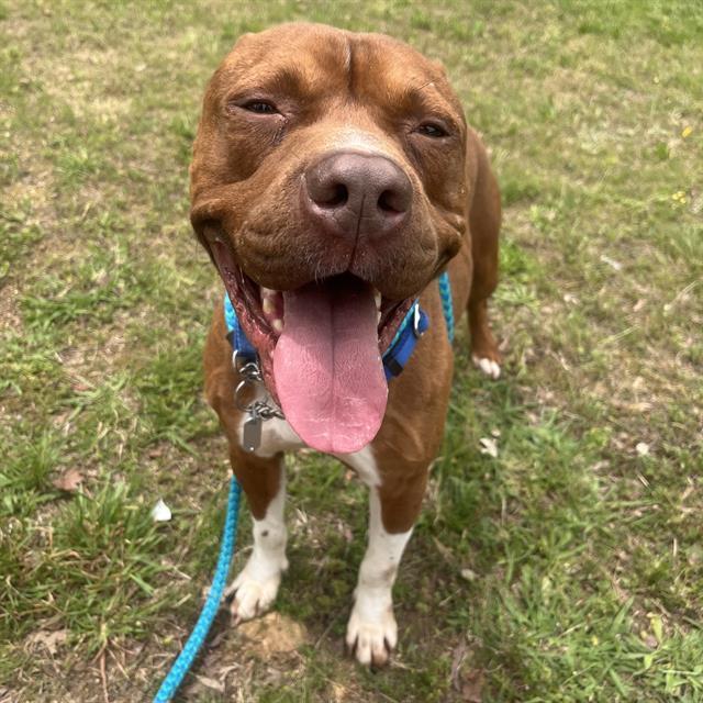 RUSTY, Adoptable, Adult Male Staffordshire Bull Terrier & Mixed Breed.