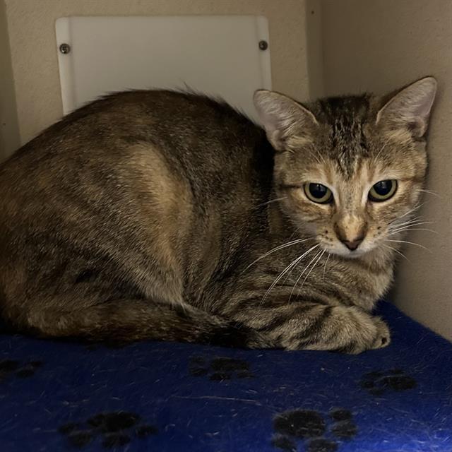 SOPHIE, Adoptable, Young Female Domestic Short Hair.