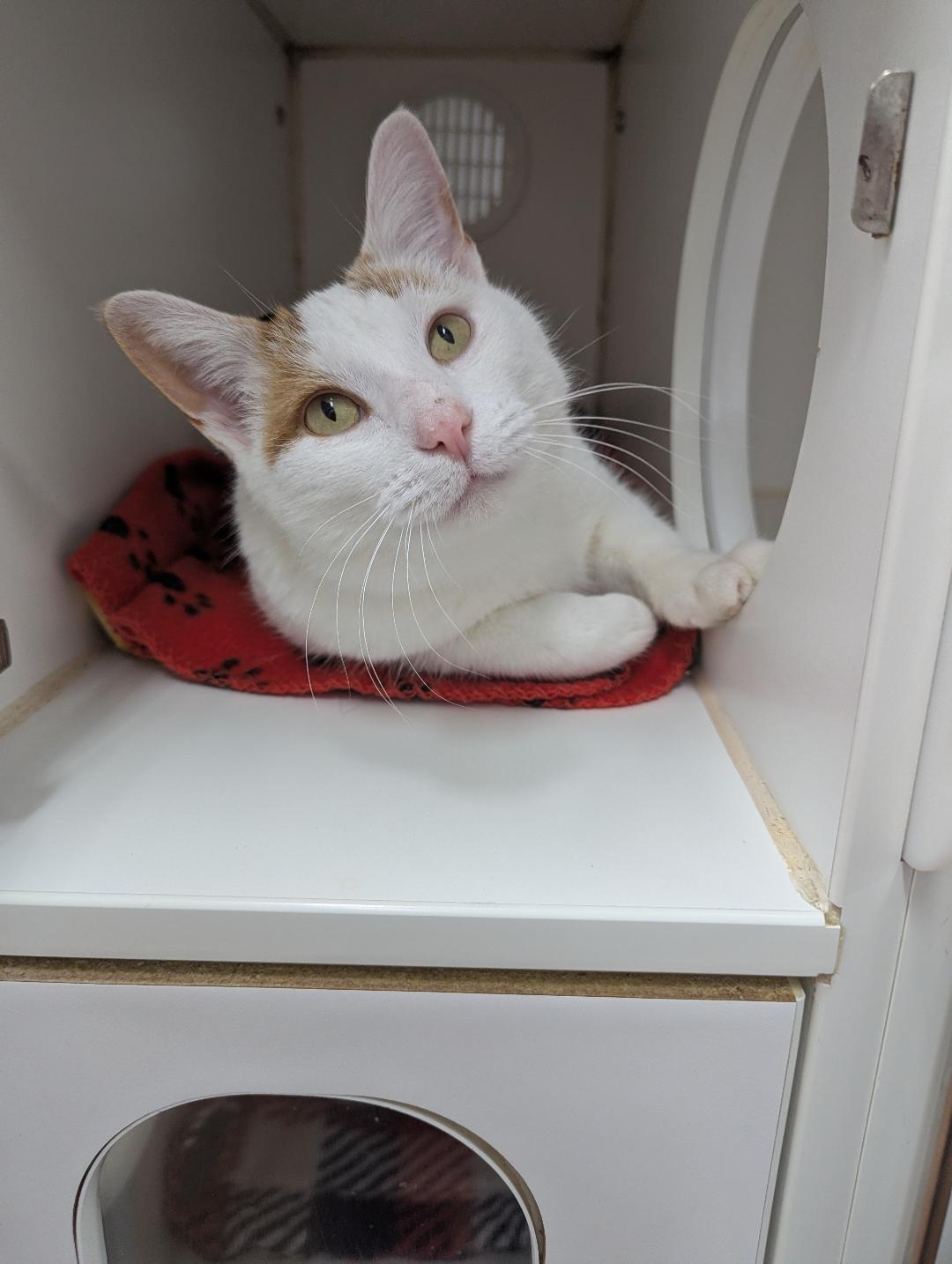 Zinnia, ADOPTABLE, Adult Female Domestic Short Hair.