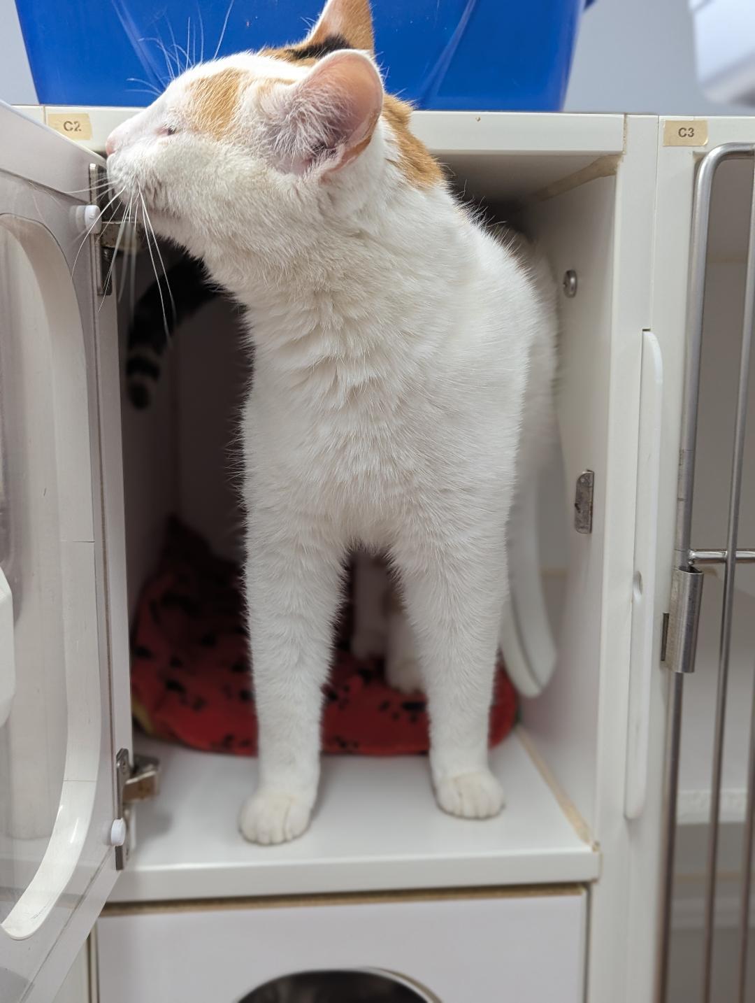 Enlarge Zinnia, a ADOPTABLE Domestic Short Hair in Mount Vernon, OH image 4/4