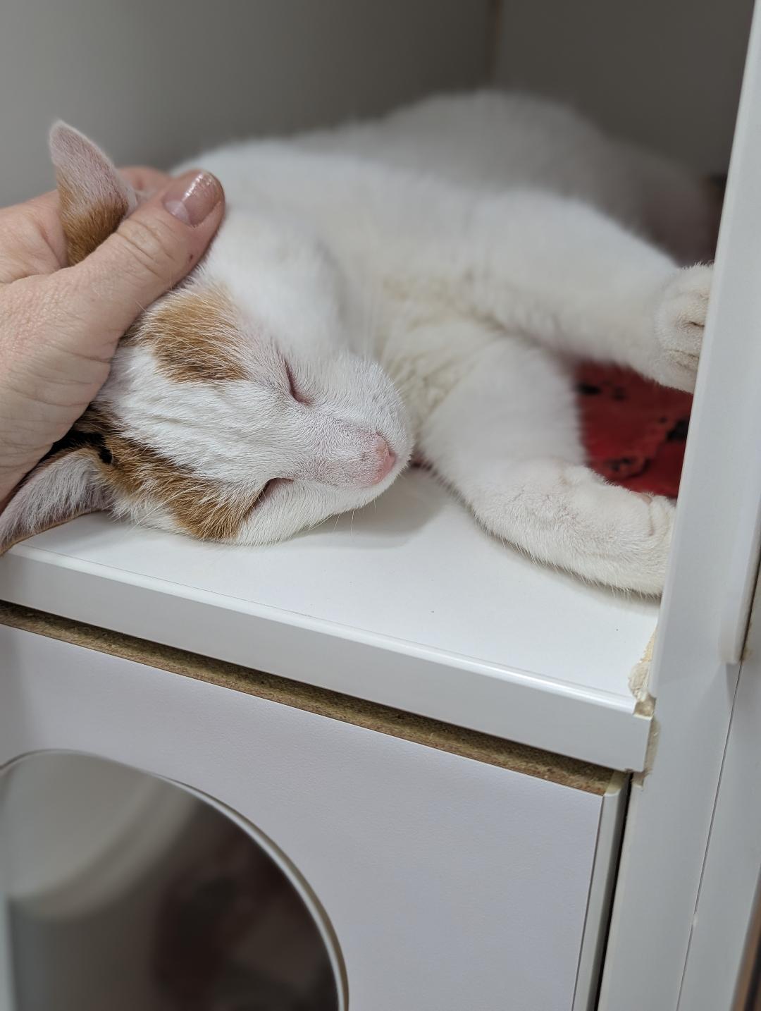 Enlarge Zinnia, a ADOPTABLE Domestic Short Hair in Mount Vernon, OH image 2/4