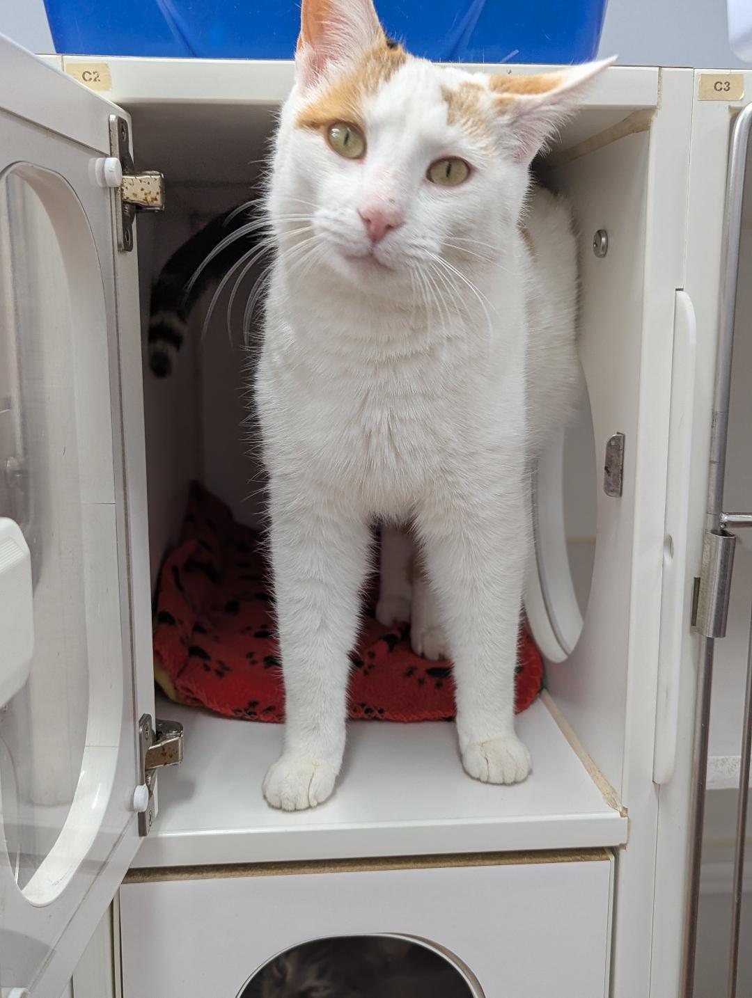 Enlarge Zinnia, a ADOPTABLE Domestic Short Hair in Mount Vernon, OH image 3/4