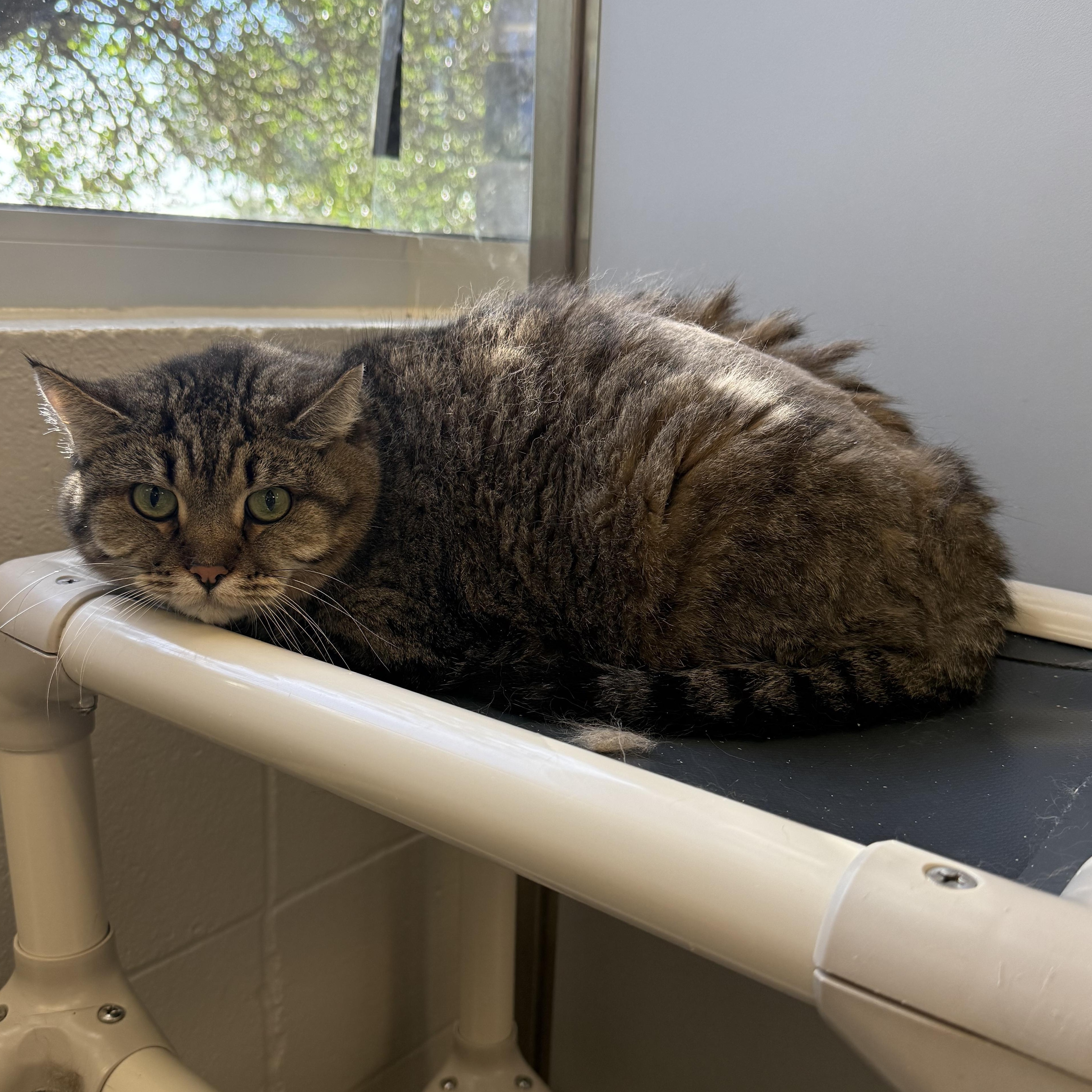 Enlarge Zoie, a Adopted Domestic Short Hair in Kearney, NE image 1/1