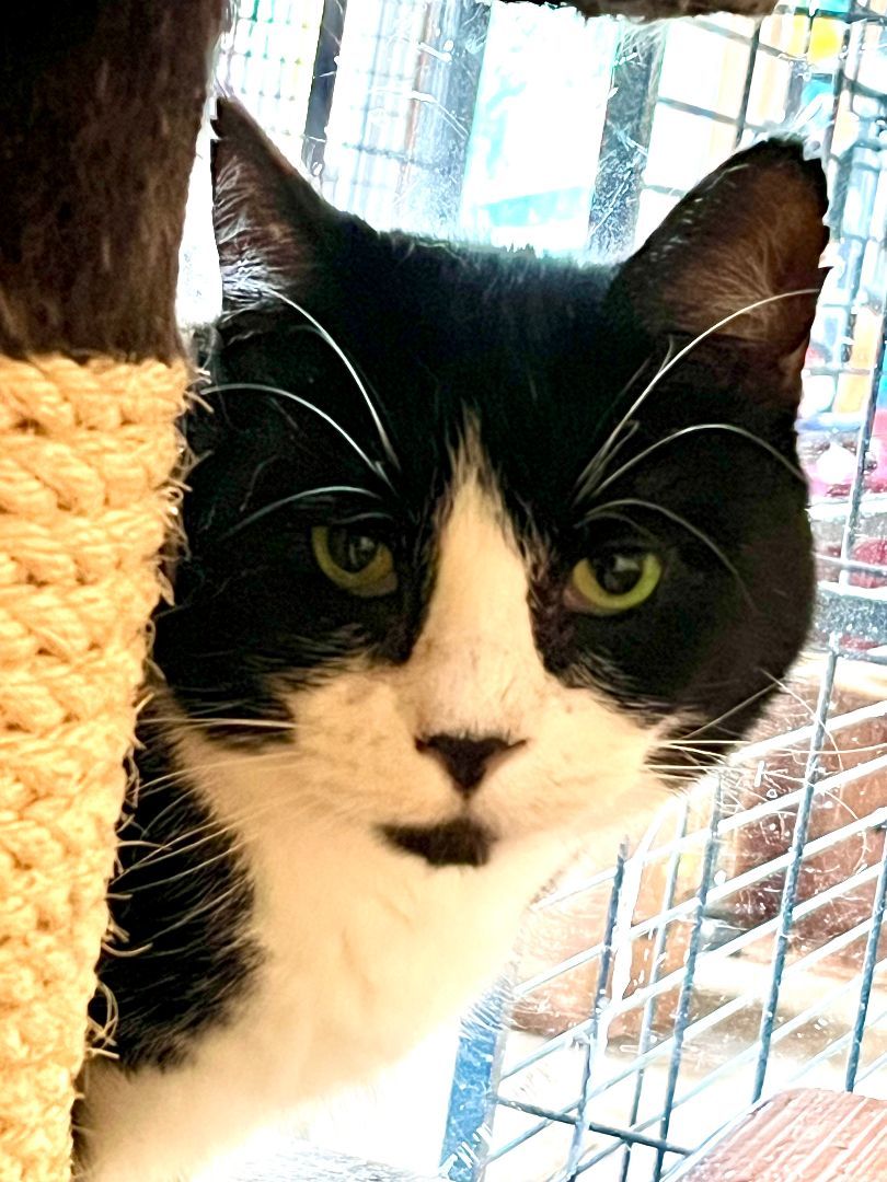 Cat for adoption Oreo, a Tuxedo in Quilcene, WA Petfinder
