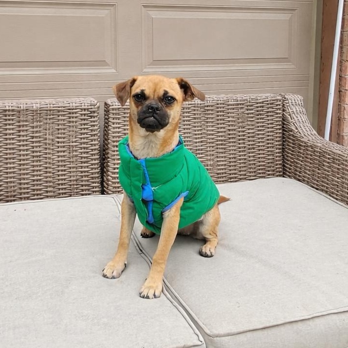 Angie, Adoptable, Young Female Chihuahua & Pug.