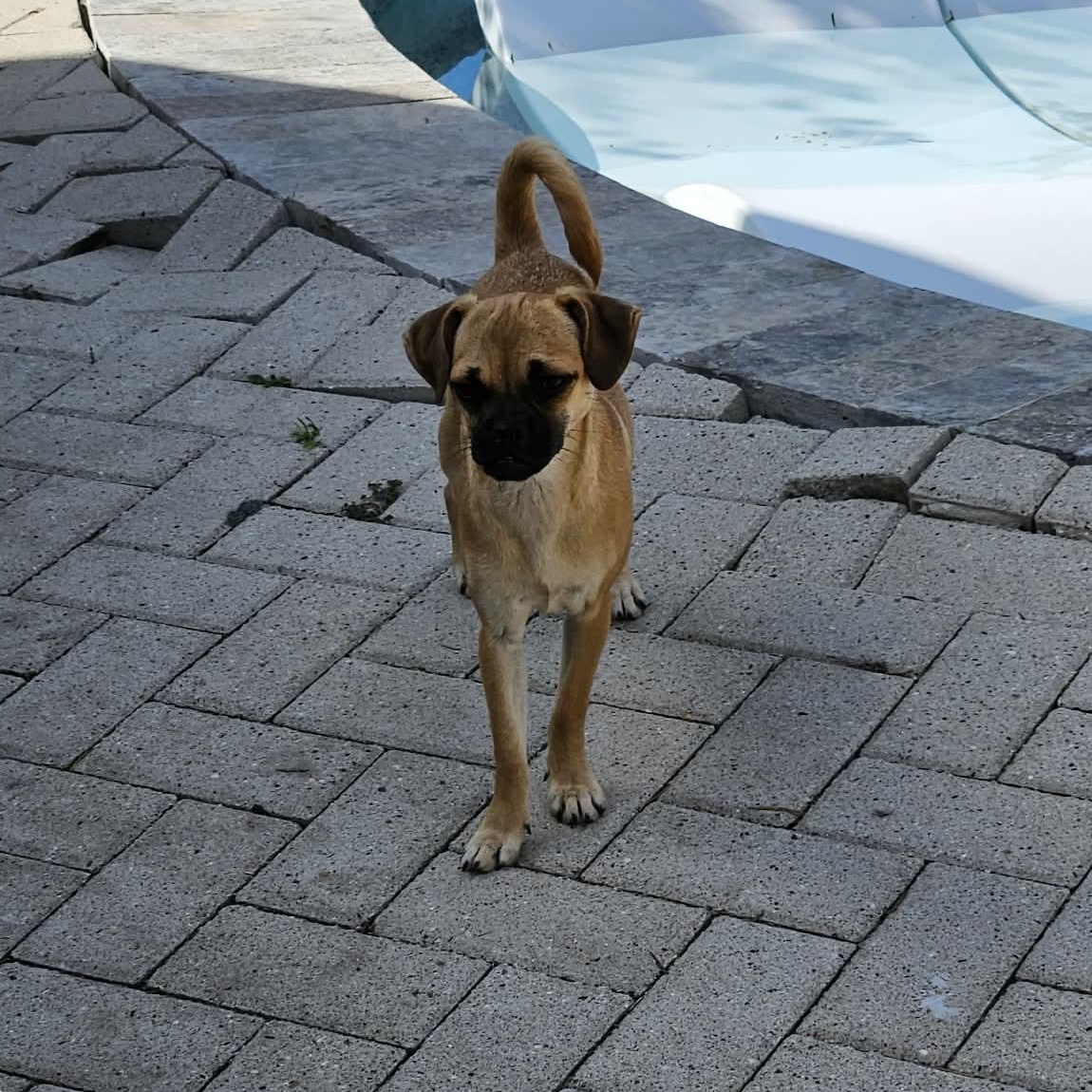 Enlarge Angie, a Adoptable mixed breed in Aurora, IL image 6/6