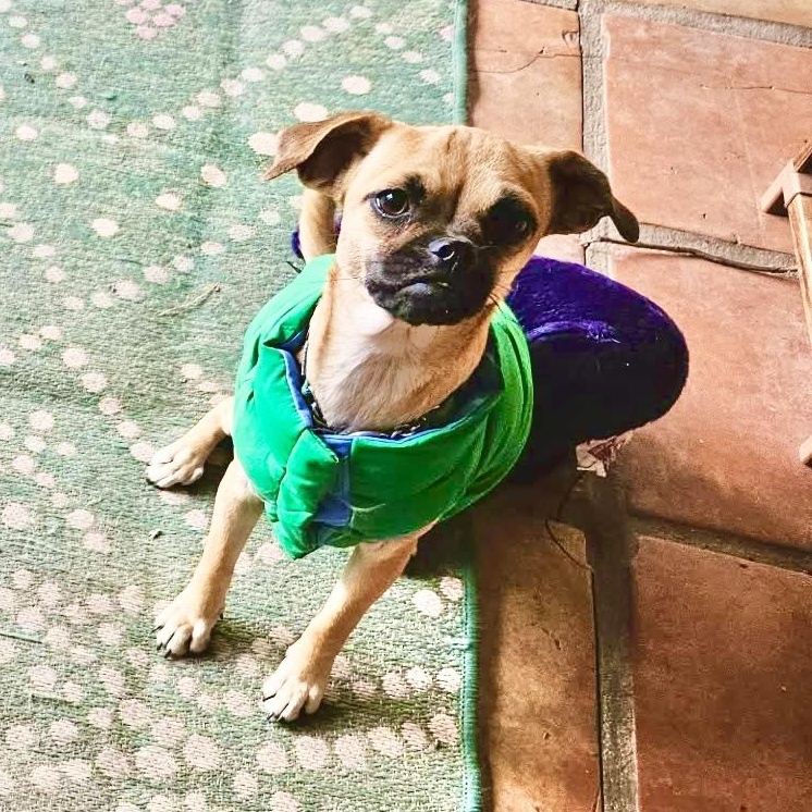 Enlarge Angie, a Adoptable mixed breed in Aurora, IL image 2/6