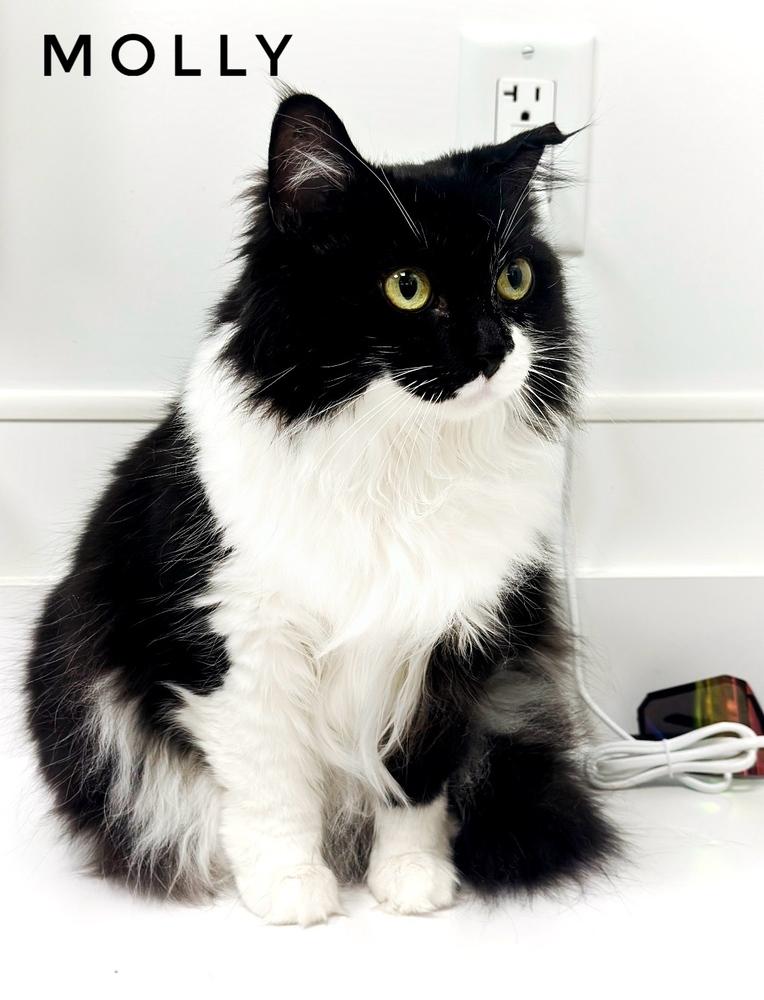 Molly, Adoptable, Adult Female Domestic Medium Hair.