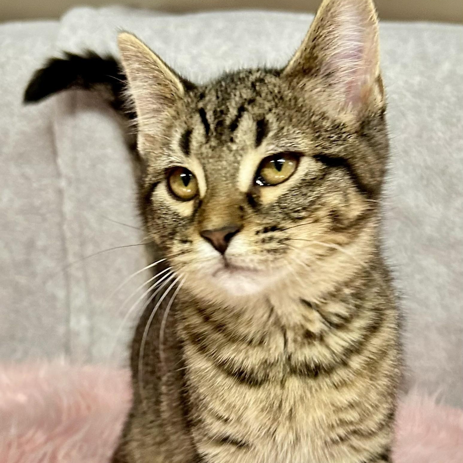 Enlarge Penny, an adopted Domestic Short Hair in Crestwood, MO image 2/6